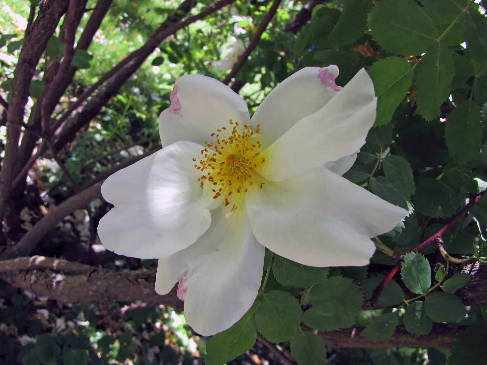 White Shrub Rose (Rosa Cv. Floribunda White) — offering elegance and grace with its pristine white blossoms; slow-release fertilizer and mulching to conserve