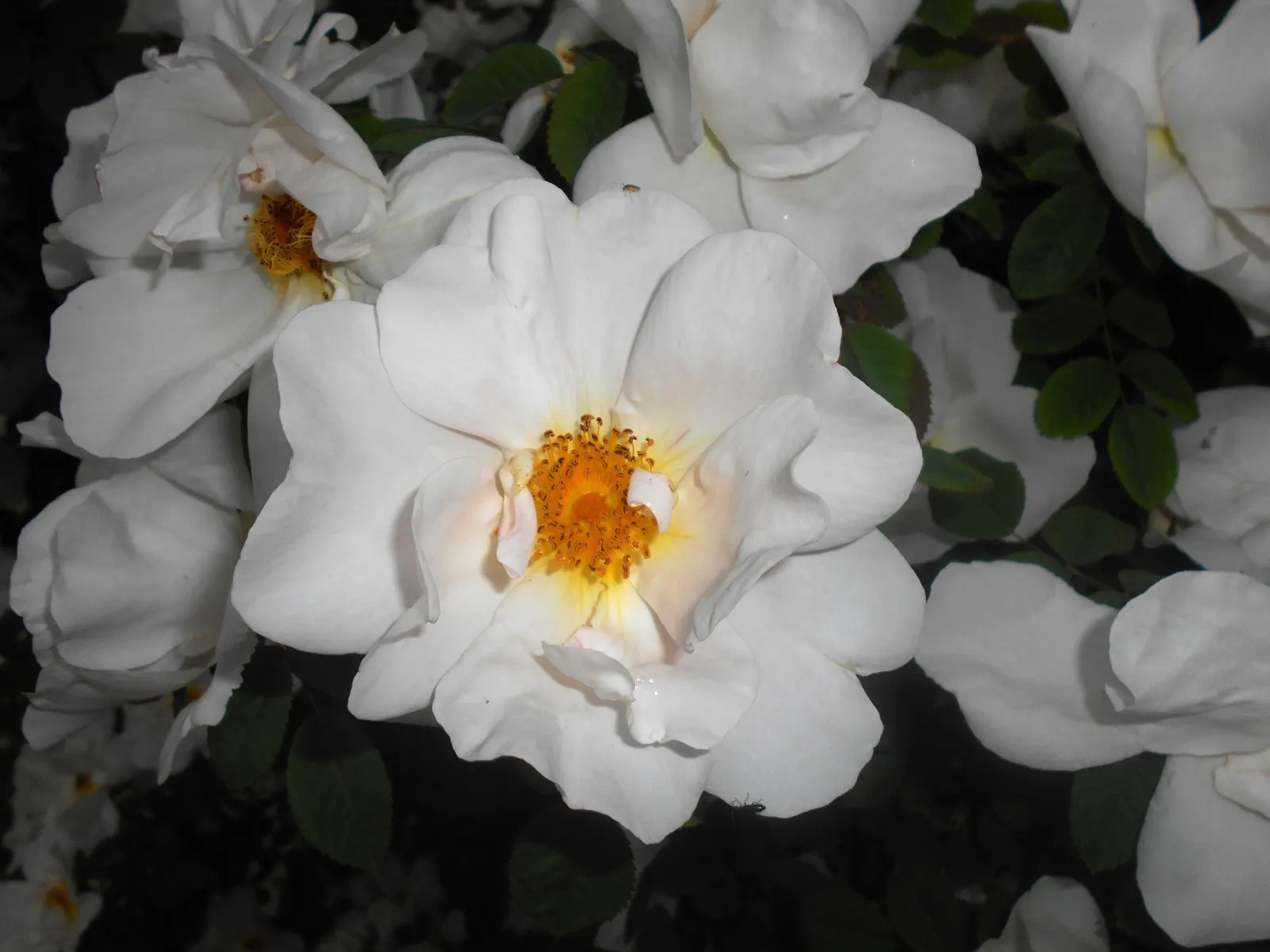 White Shrub Rose (Rosa Cv. Floribunda White) — This rose benefits from a yearly application of a balanced; shrub for full or half