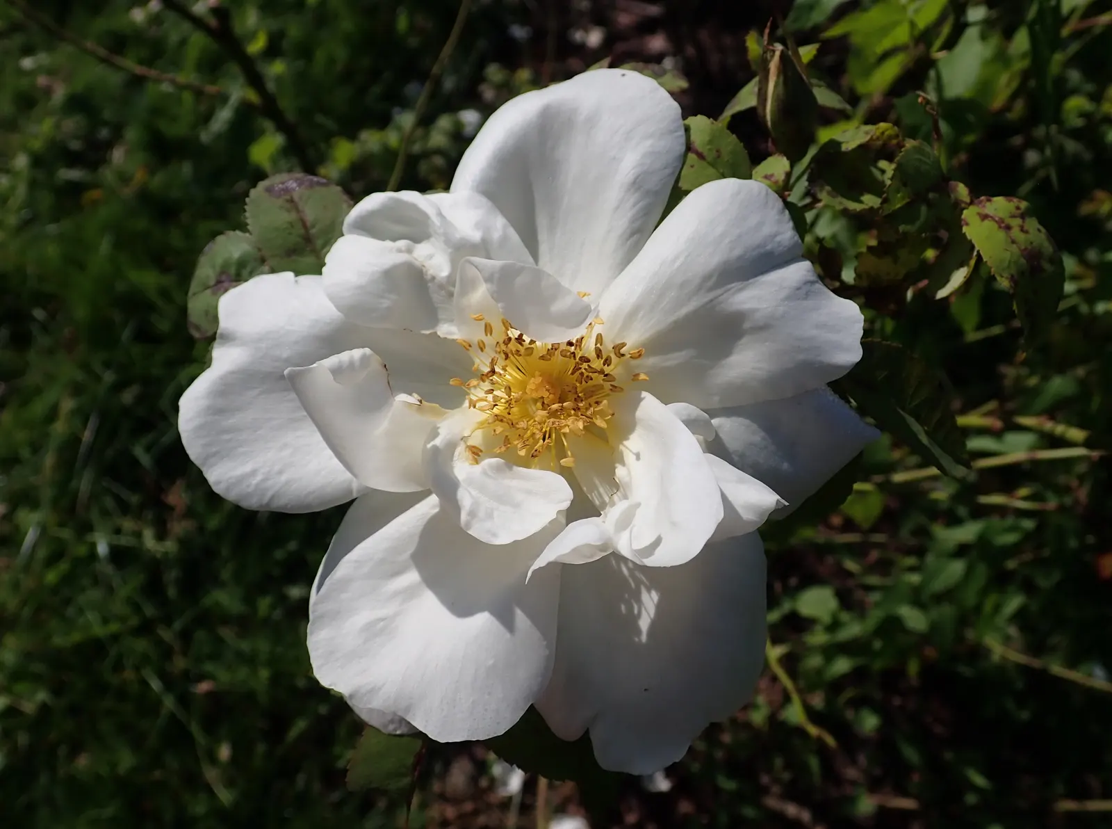 White Shrub Rose (Rosa Cv. Floribunda White) — Reaching up to 3-4 feet in height and spread, it's ideal for borders or as a focal point; regular watering
