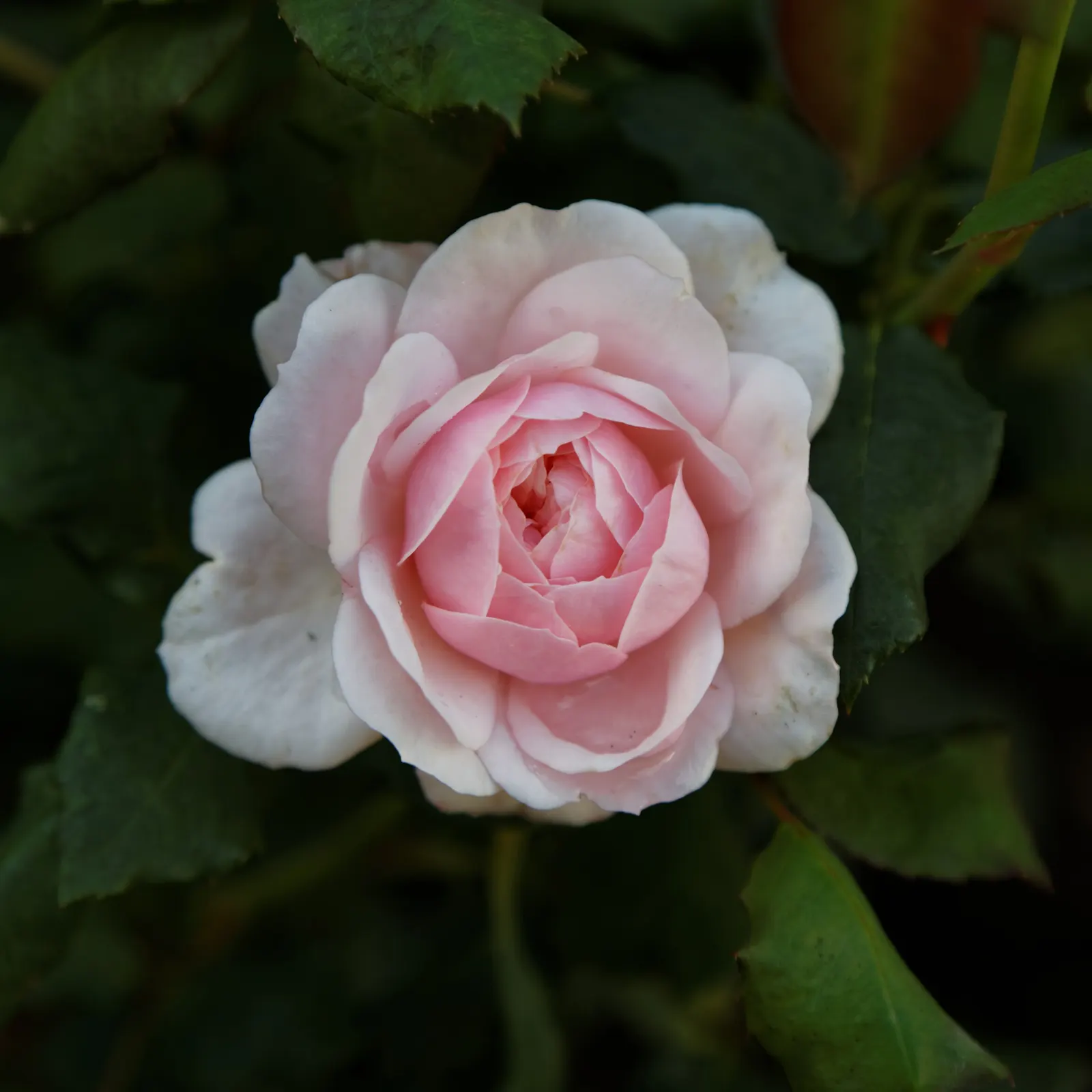White Shrub Rose (Rosa Cv. Floribunda White) — making it a versatile choice suitable for borders; the lightly fragrant blooms can be cut for delightful indoor
