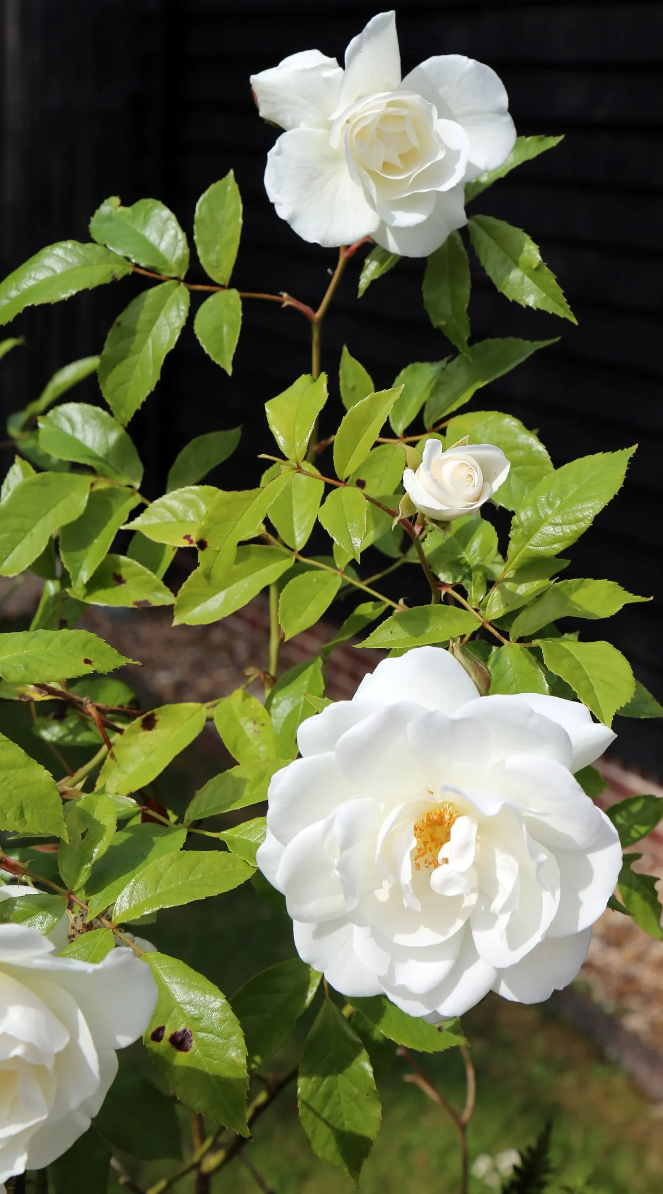 White Shrub Rose (Rosa Cv. Floribunda White) — floribunda) enchants with a profusion of creamy, fragrant blooms against dark green foliage