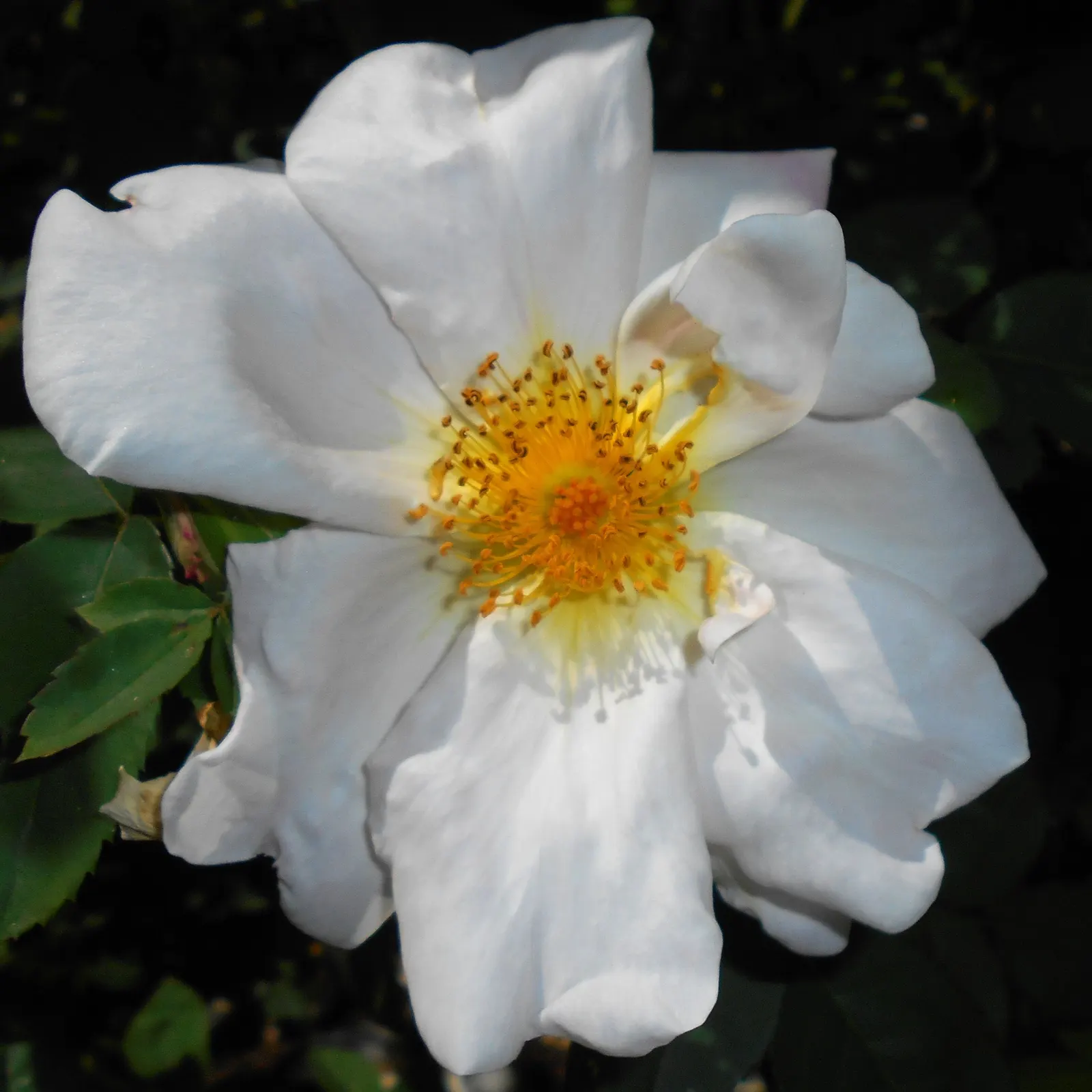 White Shrub Rose (Rosa Cv. Floribunda White) — this hardy shrub rose achieves a height of 3 to 4 feet and spreads approximately 2 to 3 feet