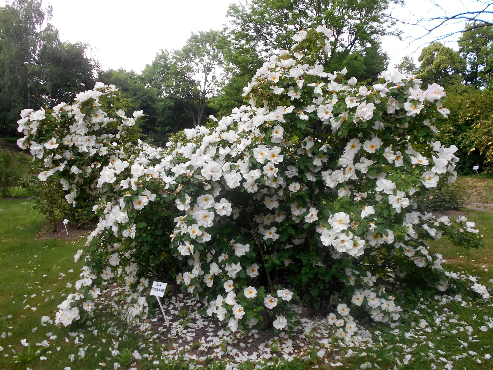 White Shrub Rose (Rosa Cv. Floribunda White) — each bloom measuring about 2 to 3 inches in diameter.<br><br>When designing with the White Shrub Rose