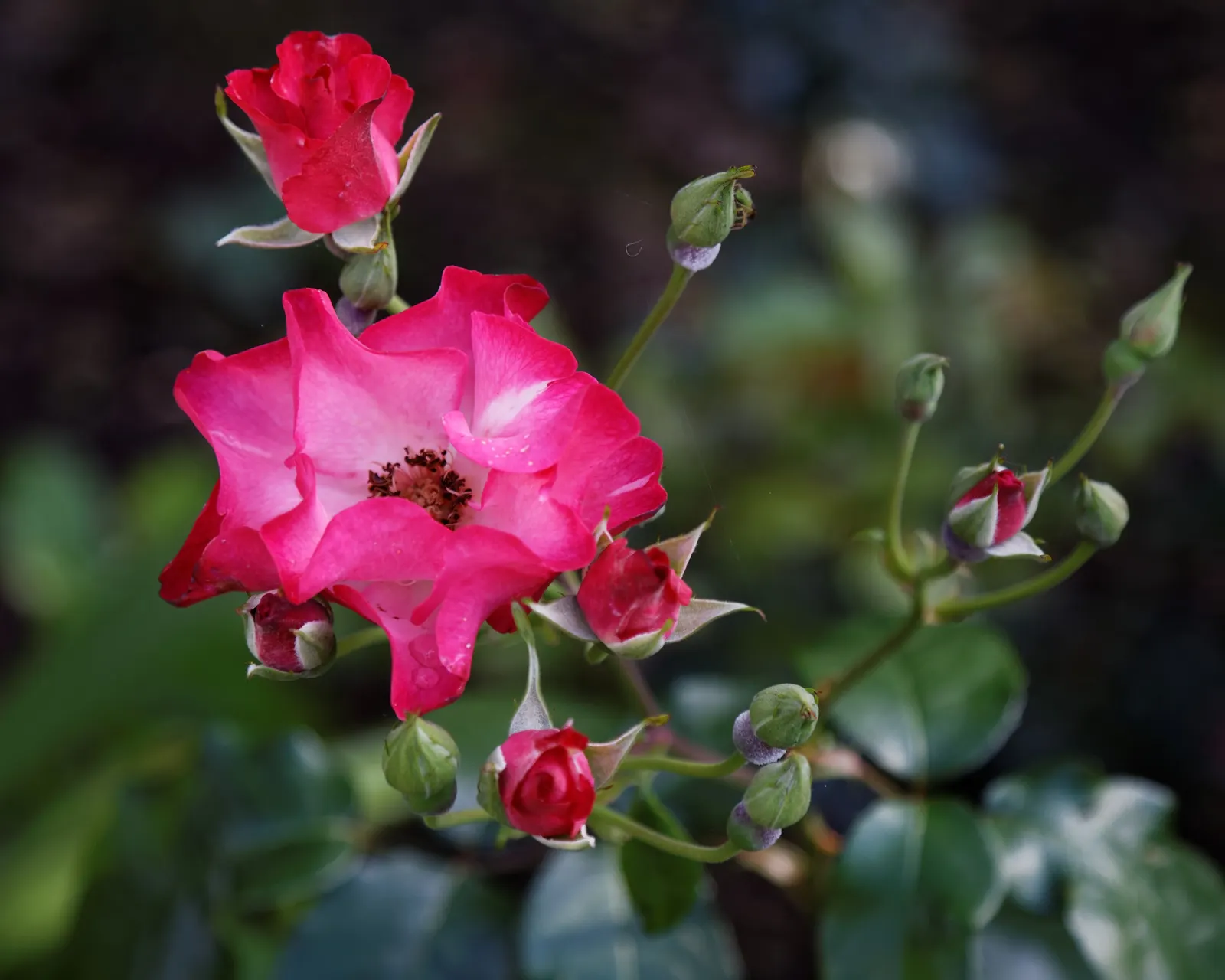 White Shrub Rose (Rosa Cv. Floribunda White) — This rose cultivar is recognized for its repeat flowering characteristics; floribunda) enchants with a profusion