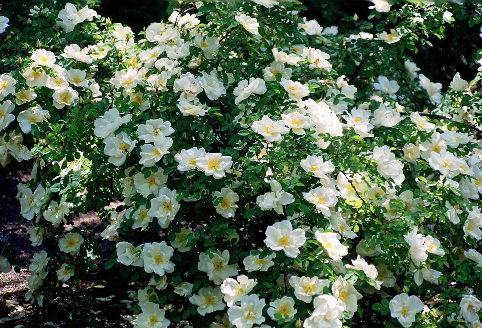 White Shrub Rose (Rosa Cv. Floribunda White) — ensuring a prolonged display of beauty ranging from late spring until the onset of frost.<br><br>Typically; this