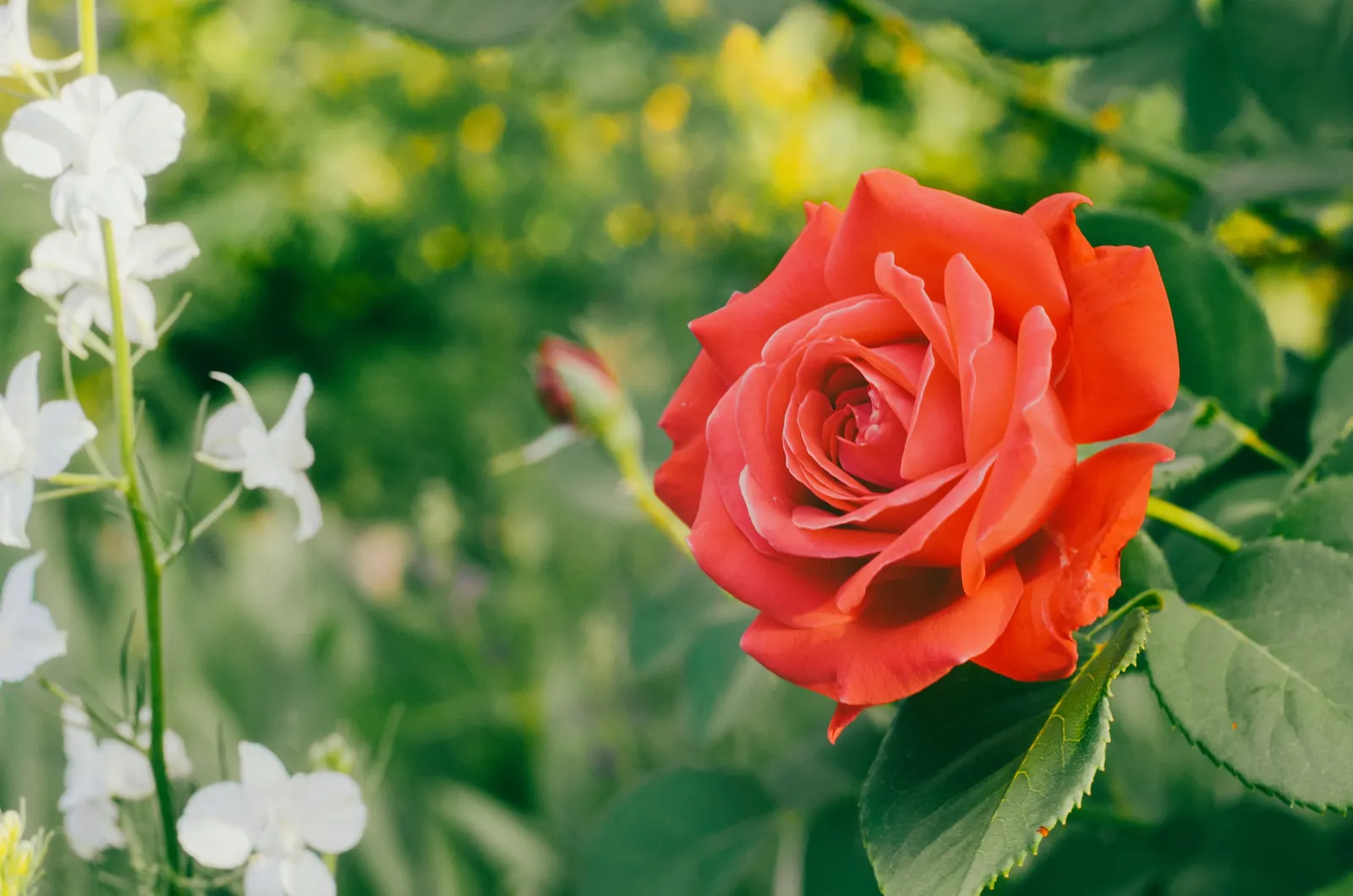 White Shrub Rose (Rosa Cv. Floribunda White) — Reaching up to 3-4 feet in height and spread, it's ideal for borders or as a focal point