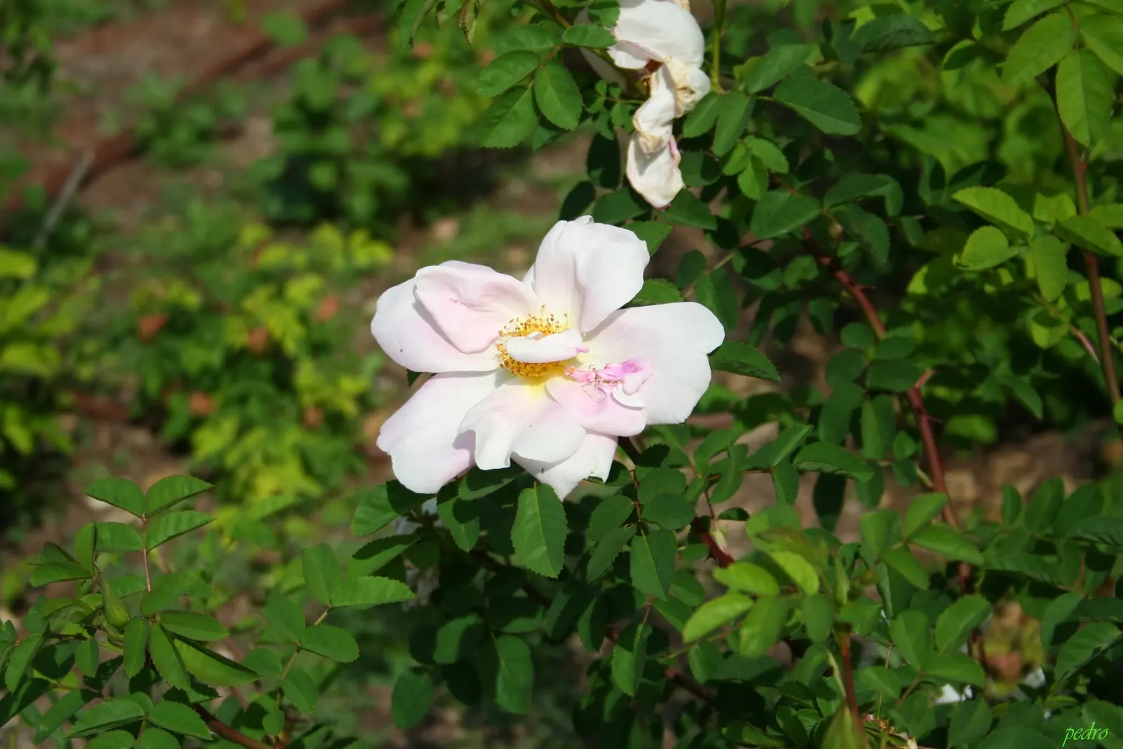 White Shrub Rose (Rosa Cv. Floribunda White) — This rose benefits from a yearly application of a balanced