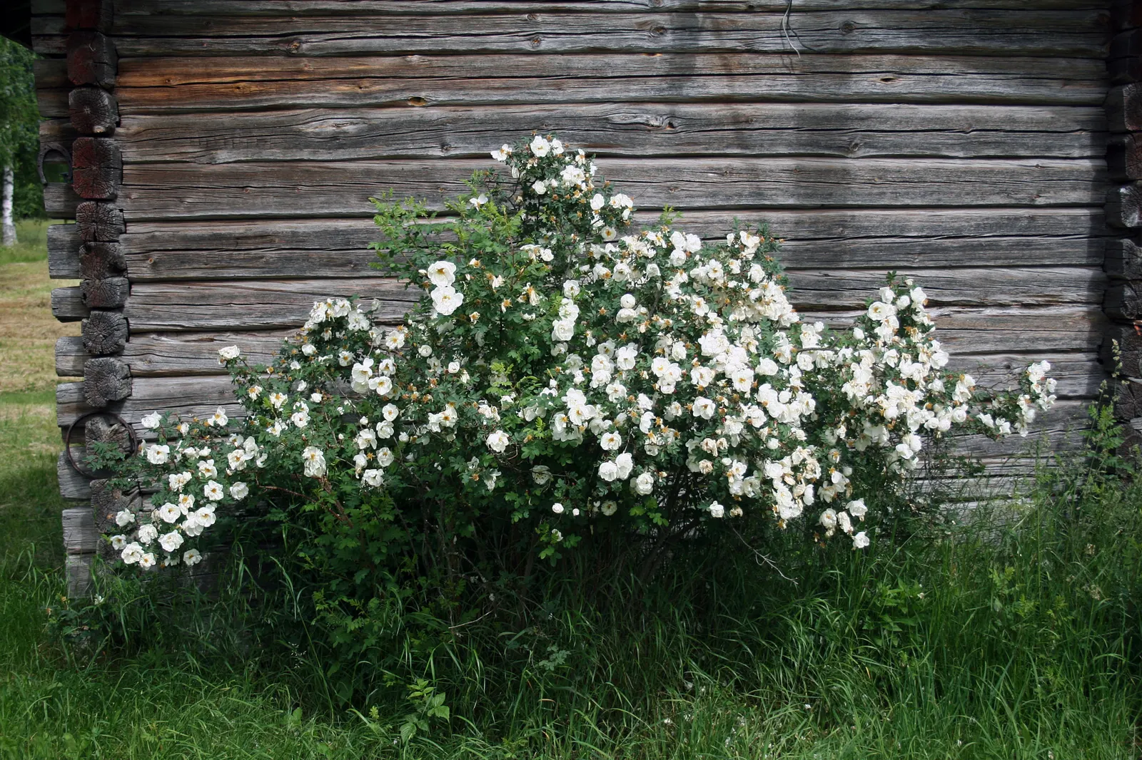 White Shrub Rose (Rosa Cv. Floribunda White) — Regular watering, especially during dry spells, is essential to maintain its vigor