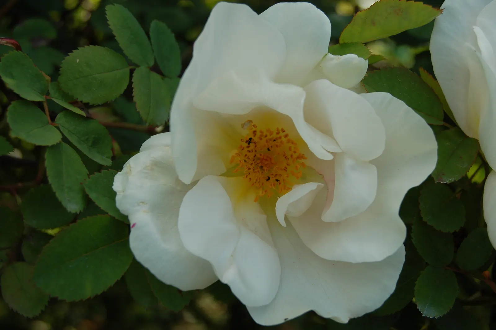 White Shrub Rose (Rosa Cv. Floribunda White) — dark green foliage creates a striking backdrop for the profuse clusters of semi-double to double flowers