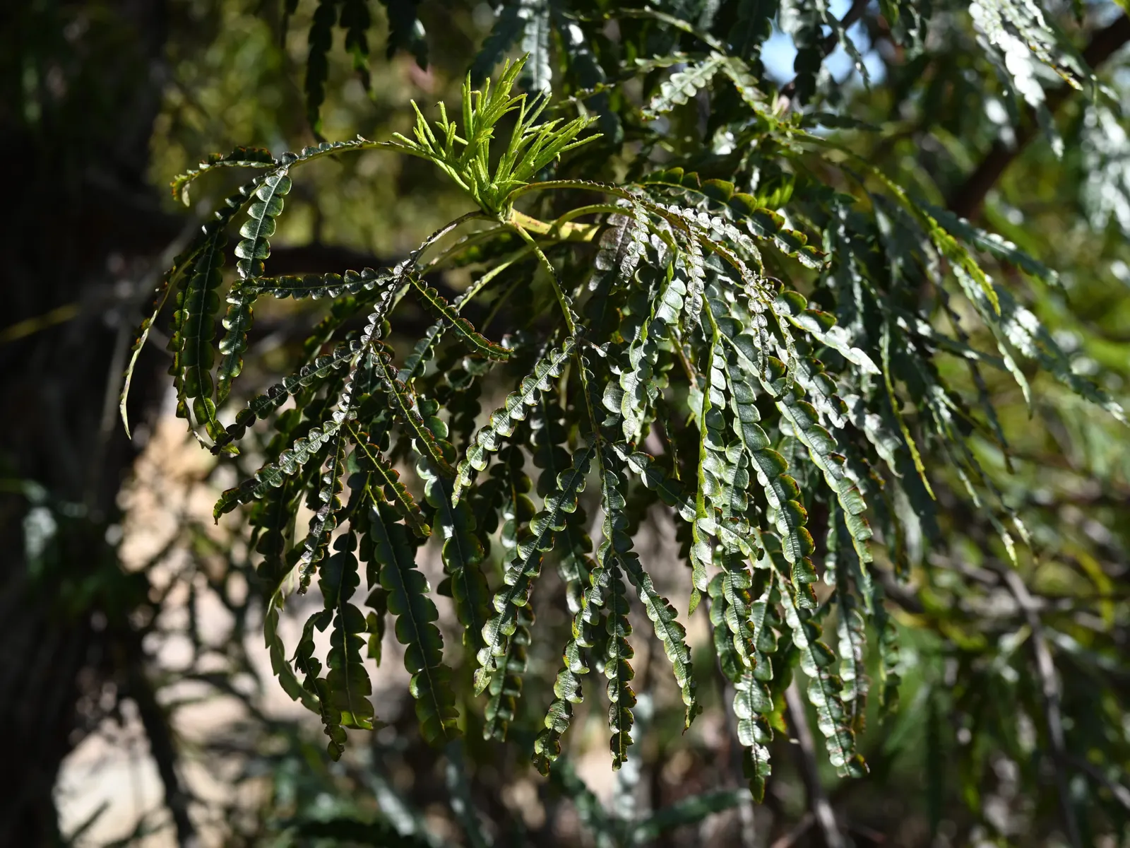 Fernleaf Catalina Ironwood (Lyonothamnus Floribundus Asplenifolius) — with its "asplenifolius" epithet