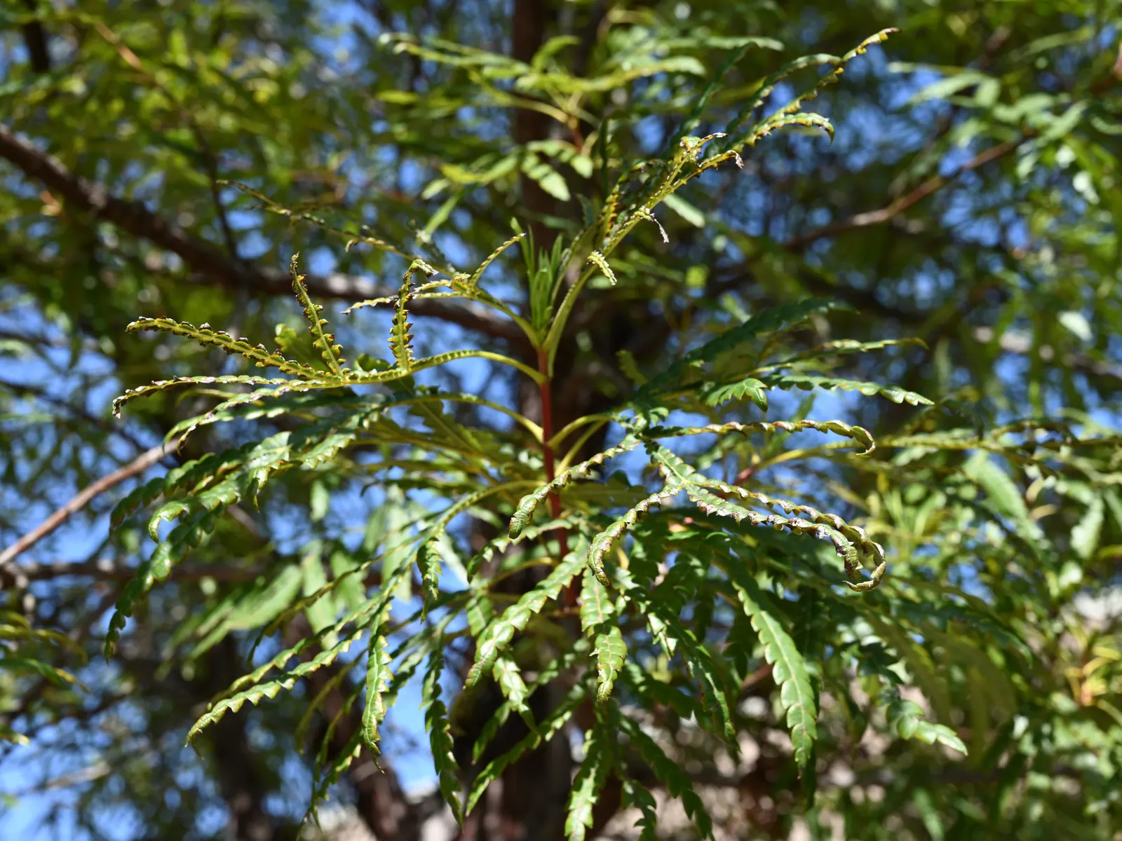 Fernleaf Catalina Ironwood (Lyonothamnus Floribundus Asplenifolius) — bestowing a delicate and feathery texture to the landscape