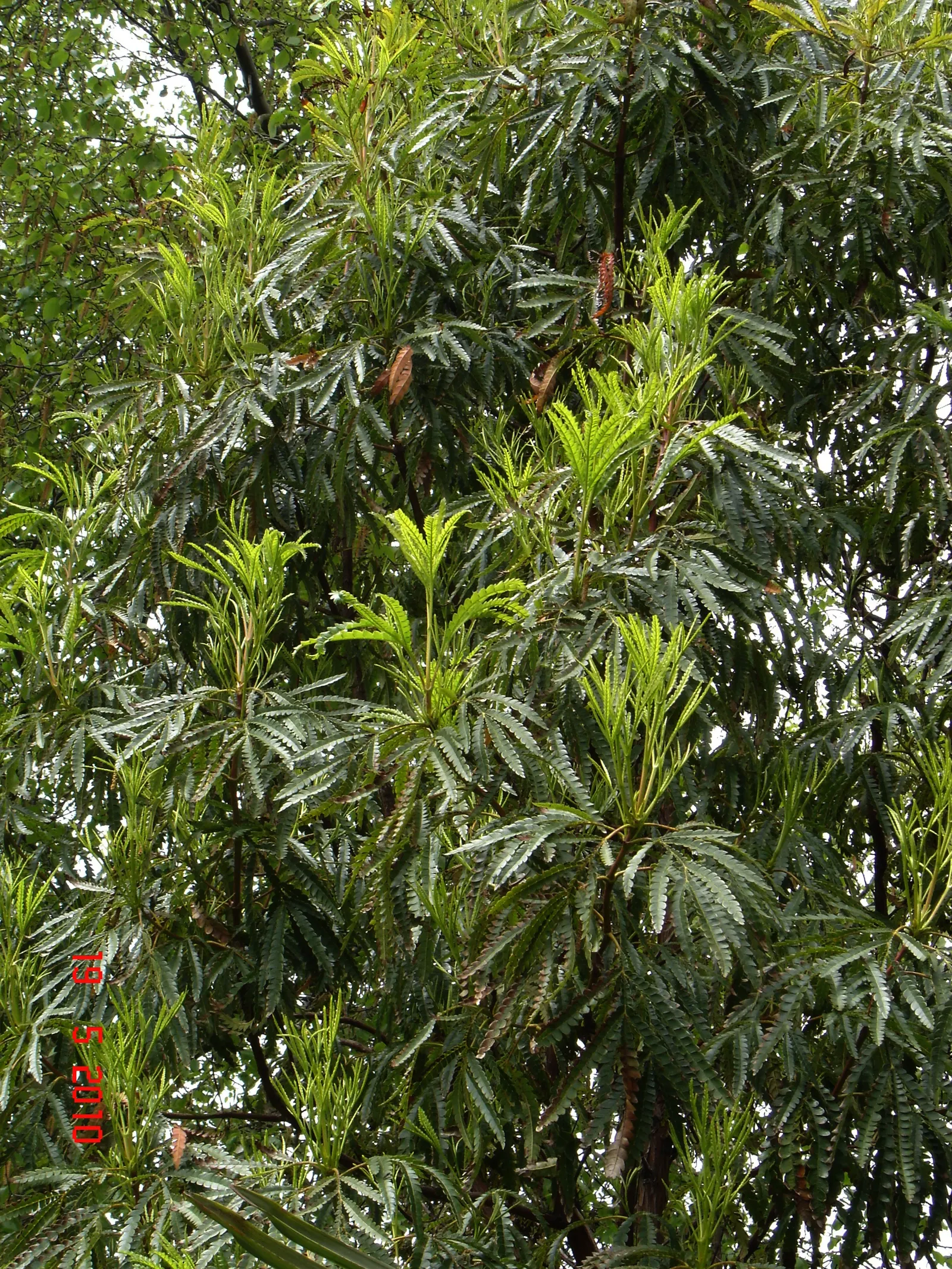 Fernleaf Catalina Ironwood (Lyonothamnus Floribundus Asplenifolius) — scientifically known as Lyonothamnus floribundus asplenifolius