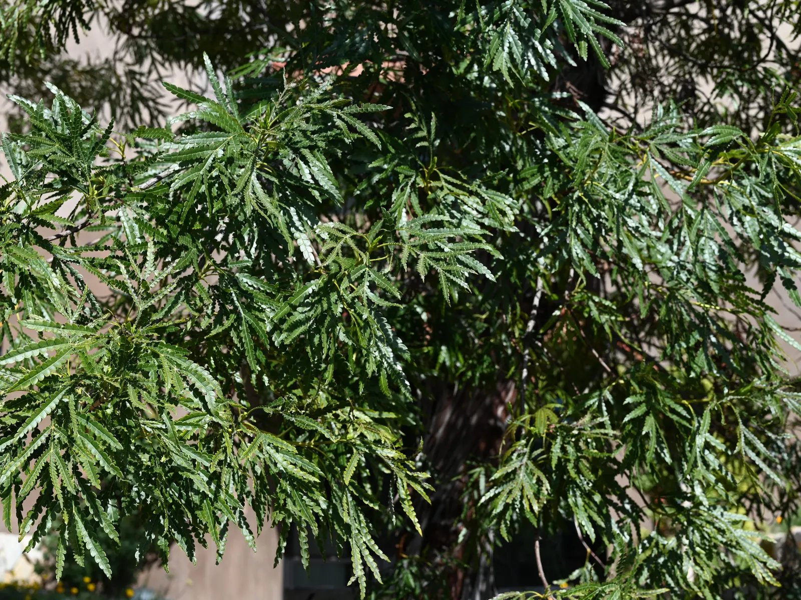 Fernleaf Catalina Ironwood (Lyonothamnus Floribundus Asplenifolius) — Its elegantly divided foliage resembles that of a fern