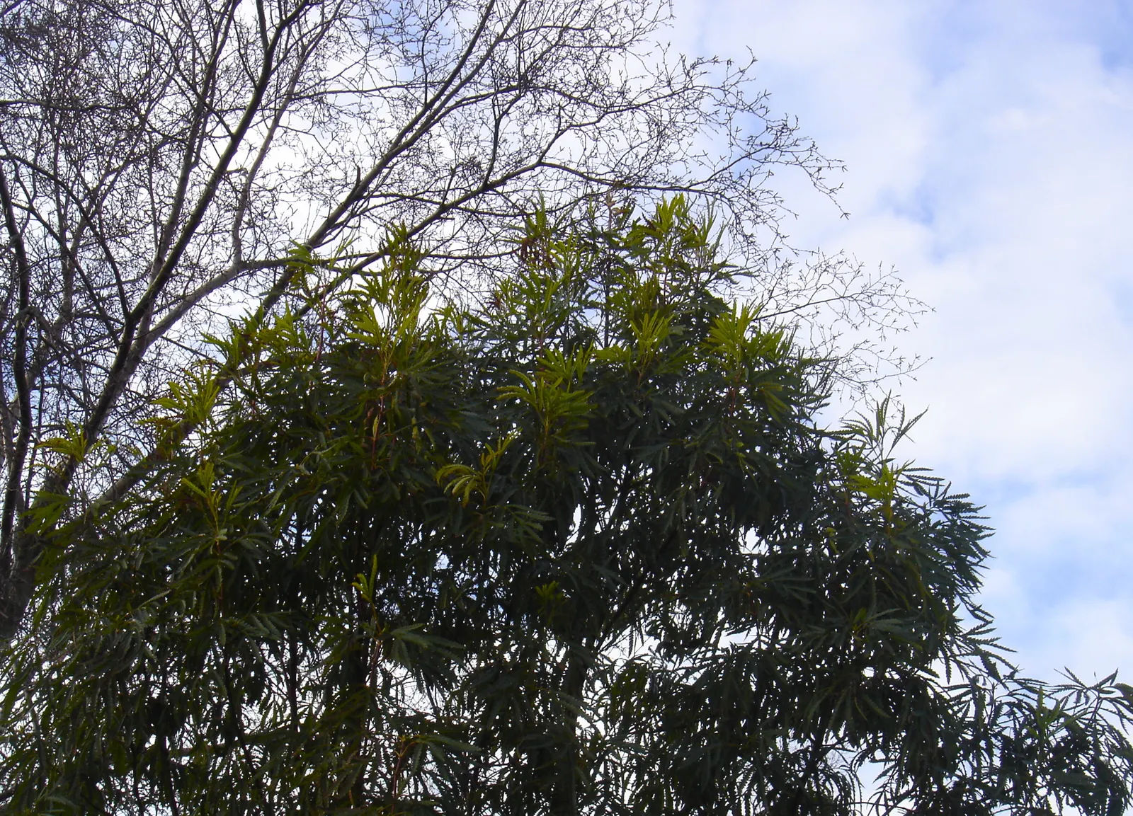 Fernleaf Catalina Ironwood (Lyonothamnus Floribundus Asplenifolius) — Its small, white flower clusters add a subtle charm in late spring to early summer