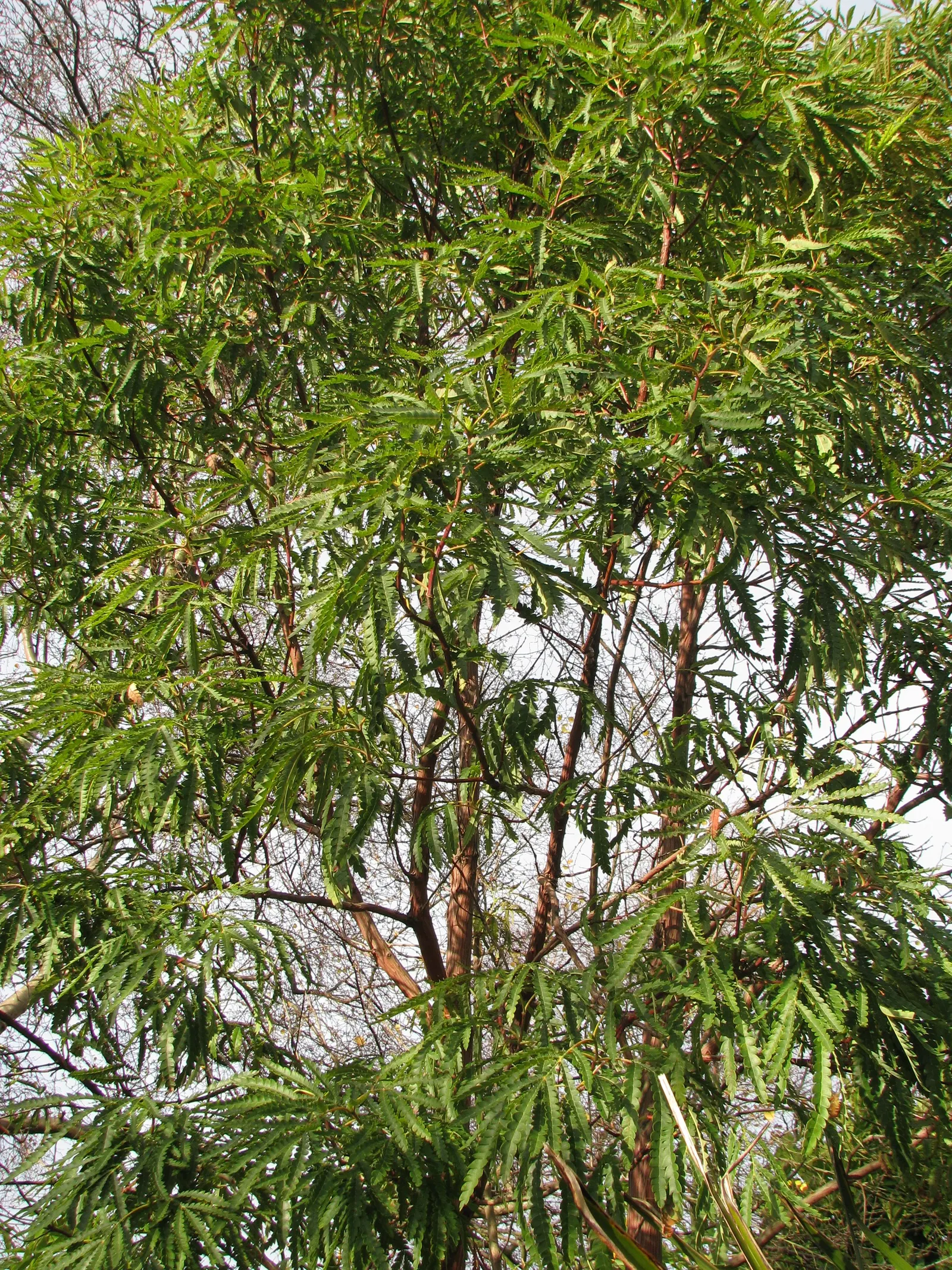 Fernleaf Catalina Ironwood (Lyonothamnus Floribundus Asplenifolius) — is treasured for its finely dissected leaves