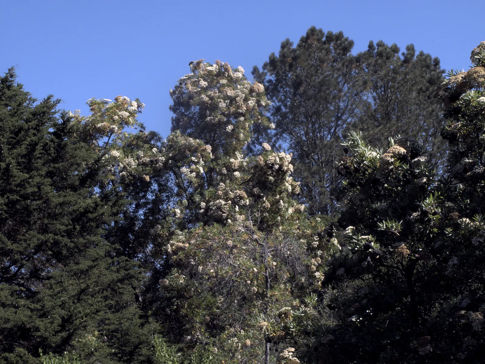 Fernleaf Catalina Ironwood (Lyonothamnus Floribundus Asplenifolius) — is a distinctive evergreen tree native to the California Channel Islands