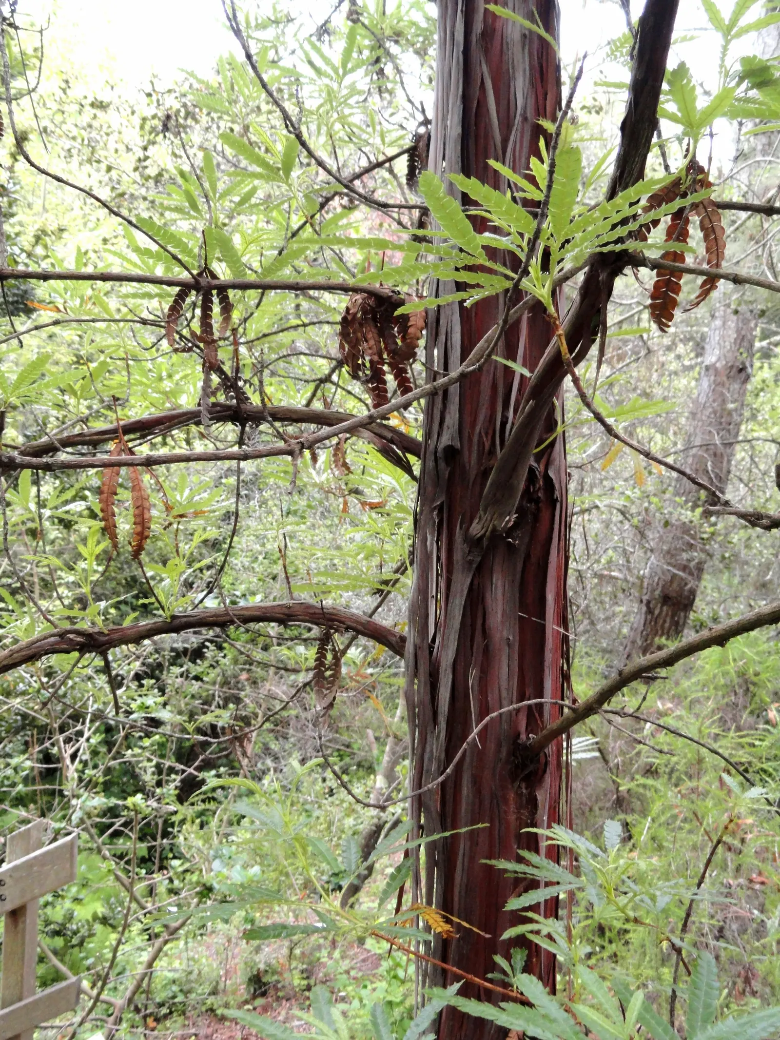 Fernleaf Catalina Ironwood (Lyonothamnus Floribundus Asplenifolius) — The Fernleaf Catalina Ironwood (Lyonothamnus floribundus asplenifolius) is a distinctive