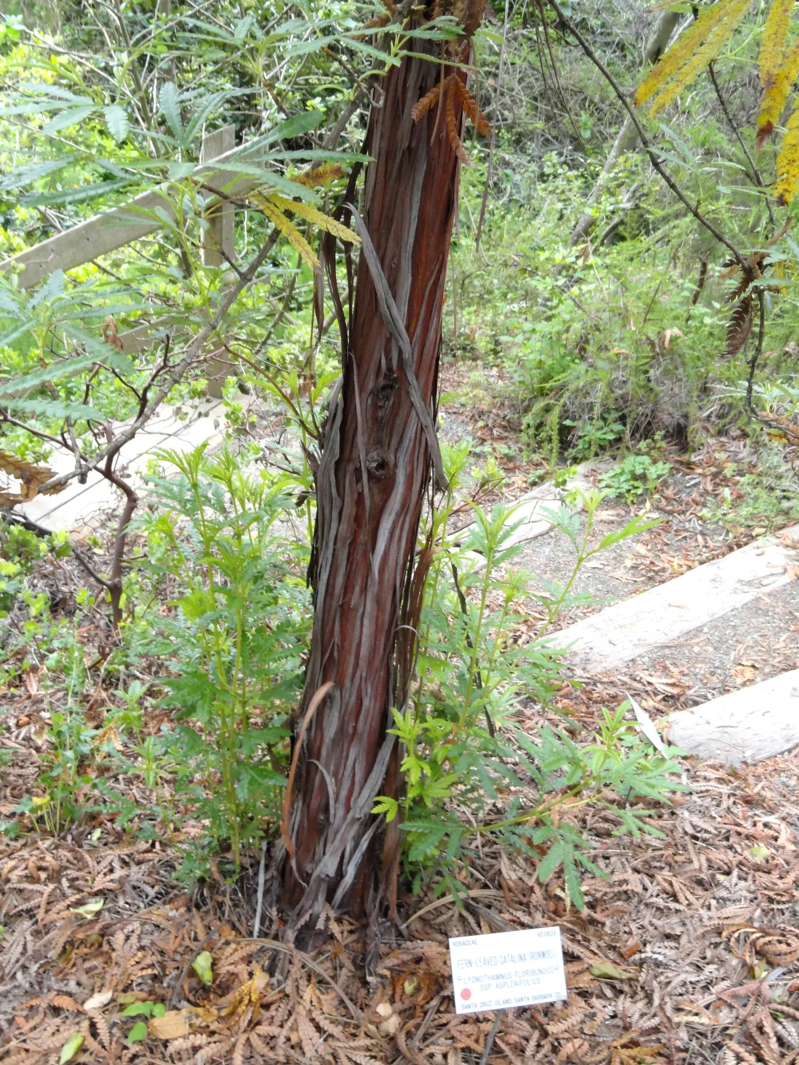 Fernleaf Catalina Ironwood (Lyonothamnus Floribundus Asplenifolius) — fern-like foliage and reddish