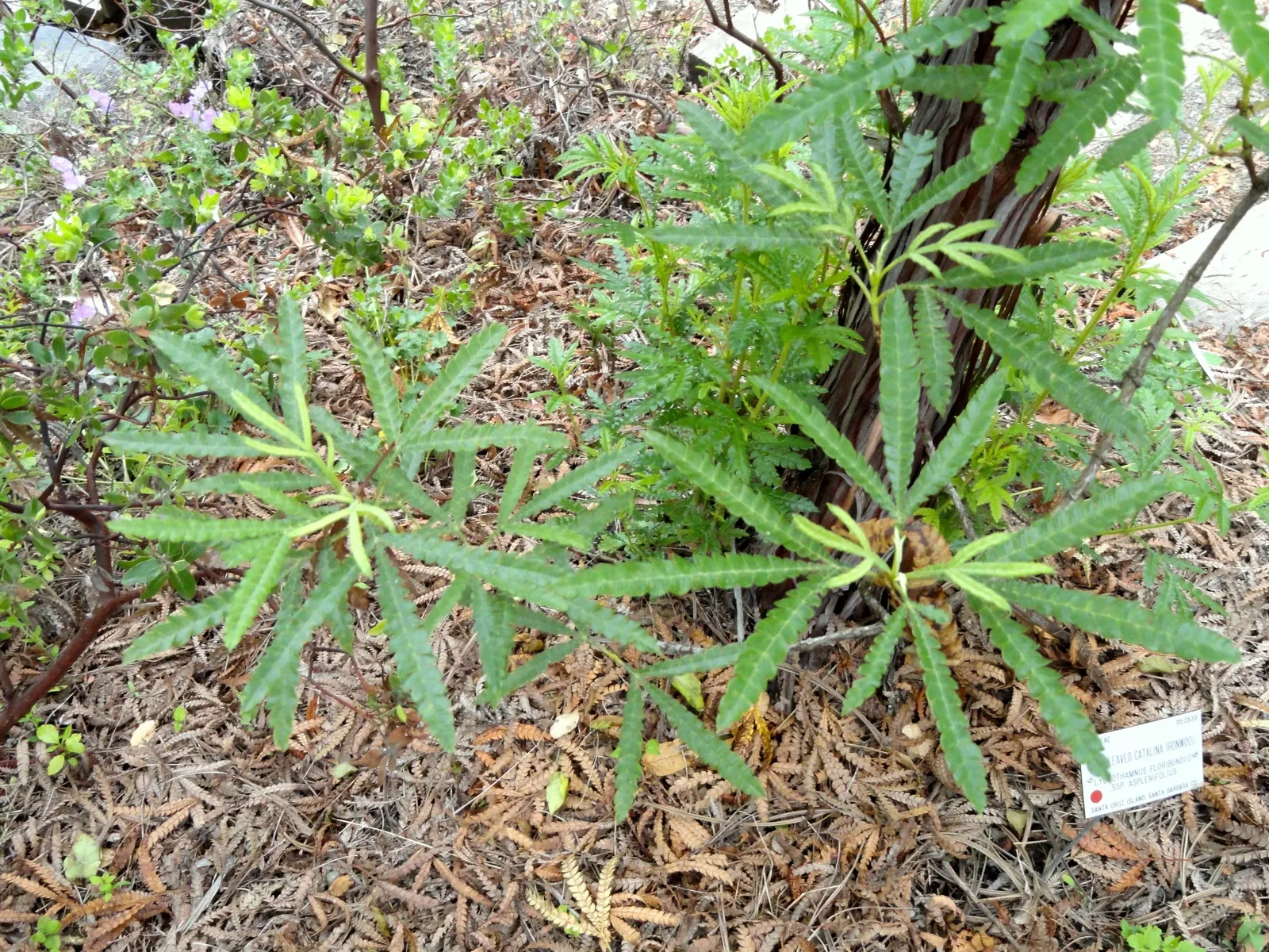 Fernleaf Catalina Ironwood (Lyonothamnus Floribundus Asplenifolius) — Growing to a height of 20-40 feet with a 15-20 feet spread, it thrives in full sun to