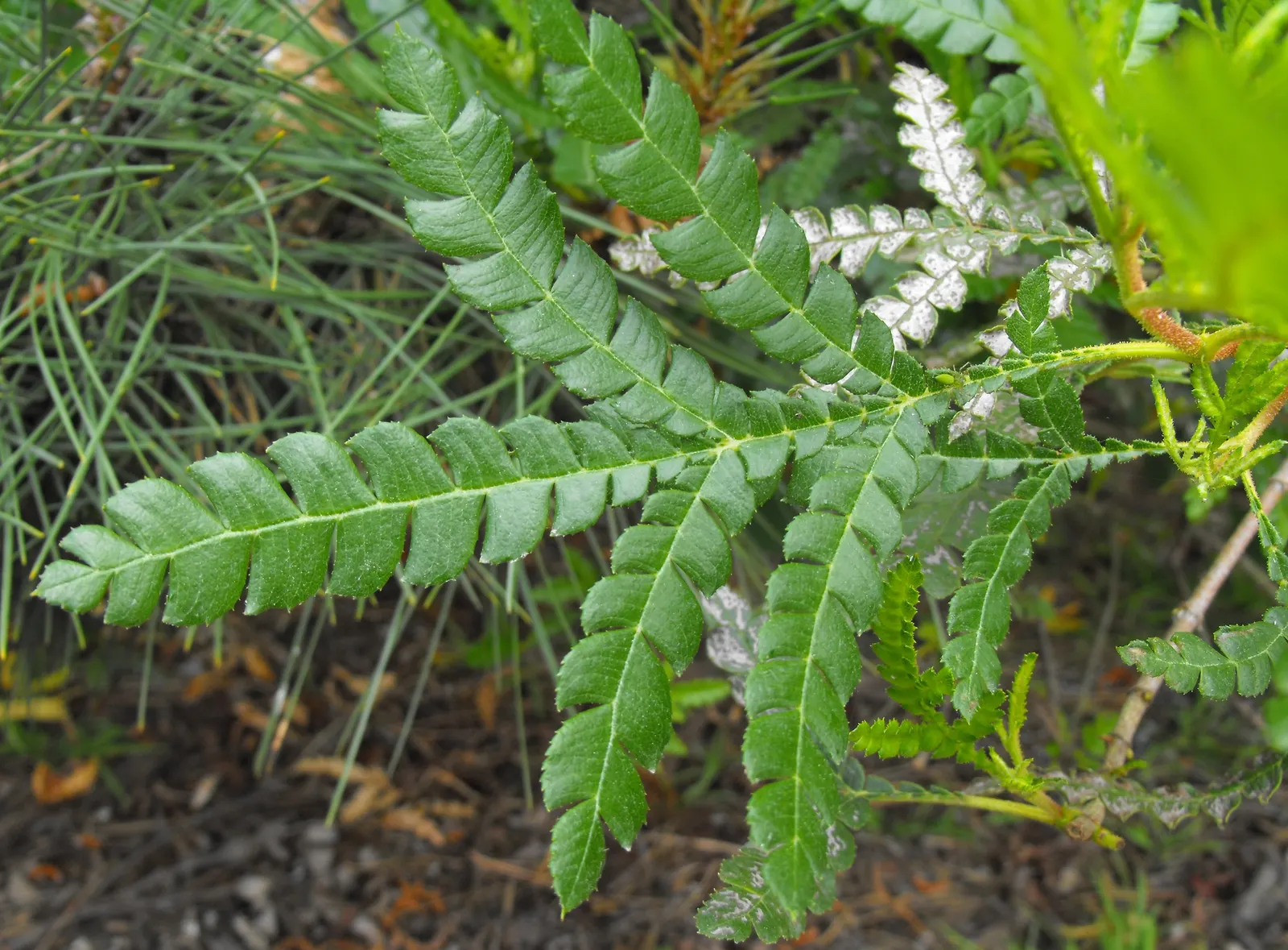 Fernleaf Catalina Ironwood (Lyonothamnus Floribundus Asplenifolius) — Adaptable to various soils, it requires low to moderate watering