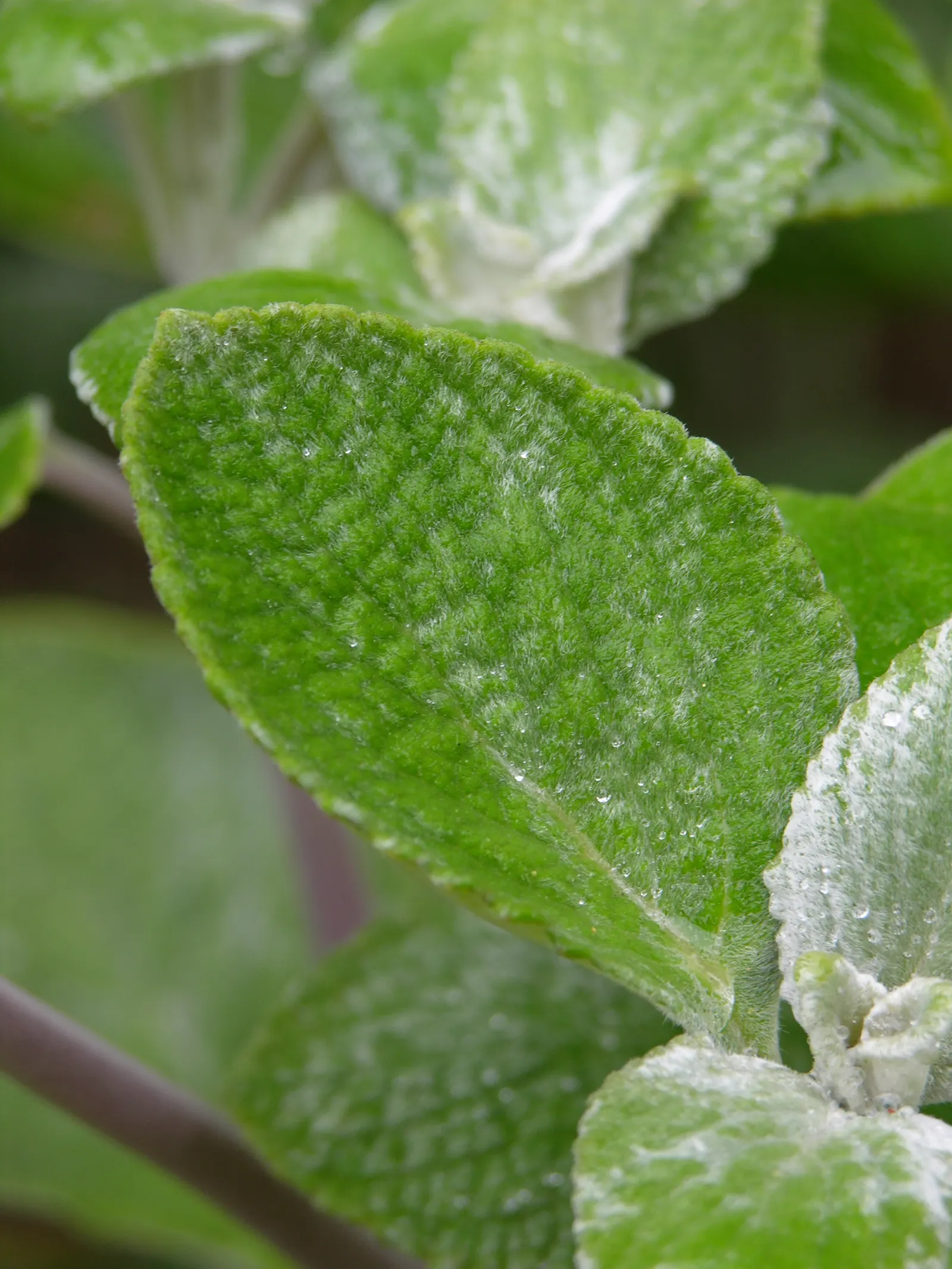 Silver Plectranthus (Plectranthus Argentatus Longwood Silver) — is drought-tolerant once established