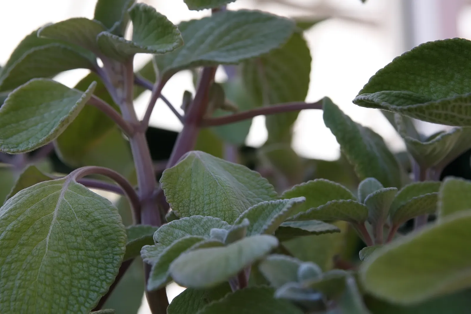 Silver Plectranthus (Plectranthus Argentatus Longwood Silver) — Silver Plectranthus (Plectranthus argentatus 'Longwood Silver') is a striking, evergreen