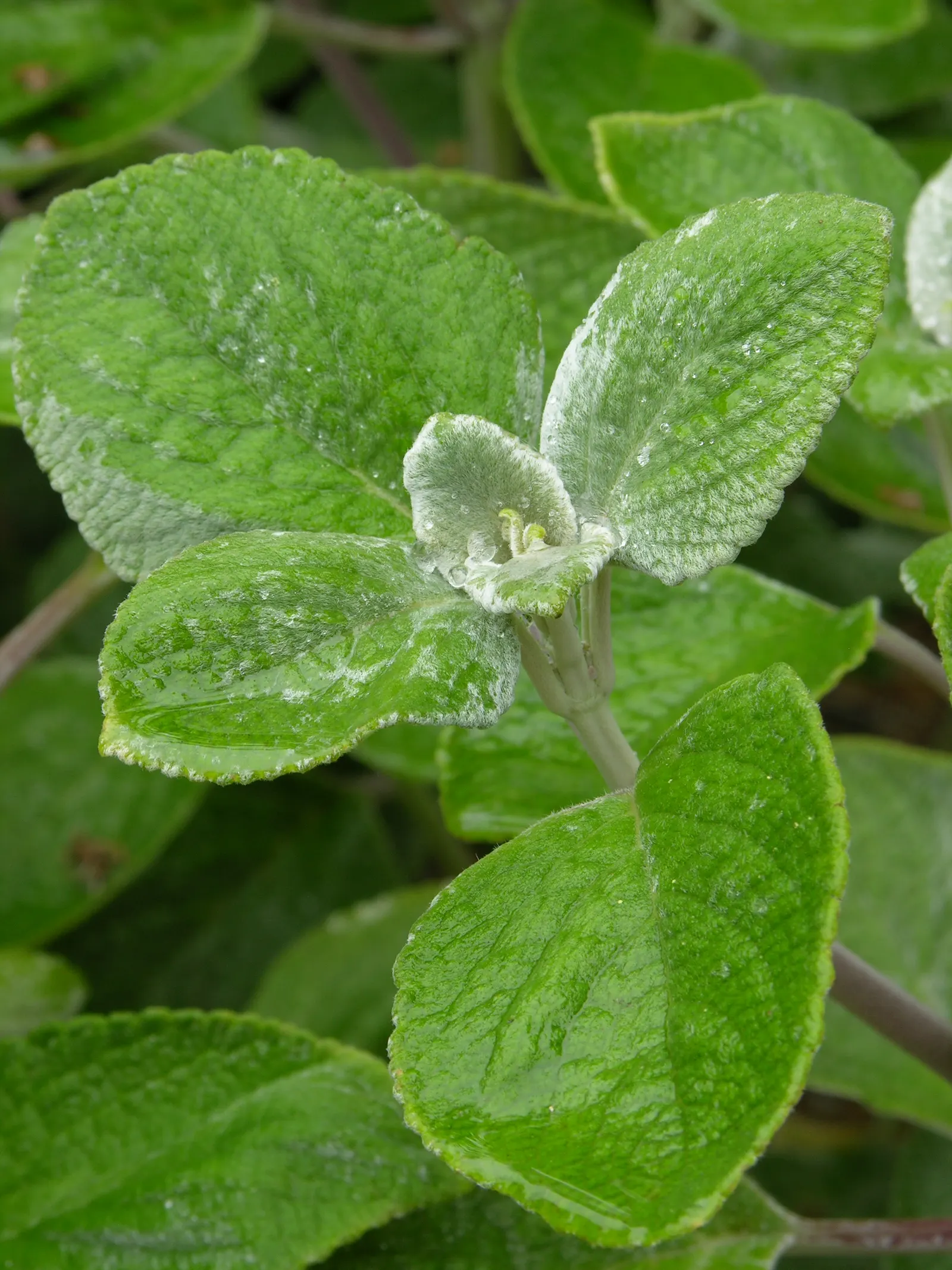 Silver Plectranthus (Plectranthus Argentatus Longwood Silver) — It thrives in partial shade and well-draining soil