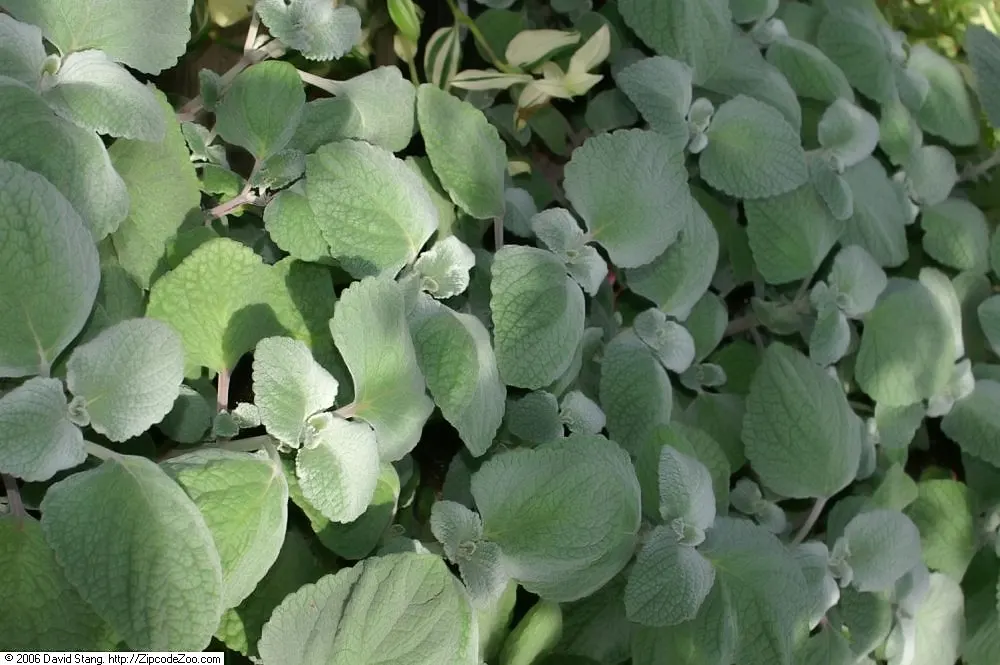 Silver Plectranthus (Plectranthus Argentatus Longwood Silver) — Tiny lavender blossoms may appear in summer, adding modest charm