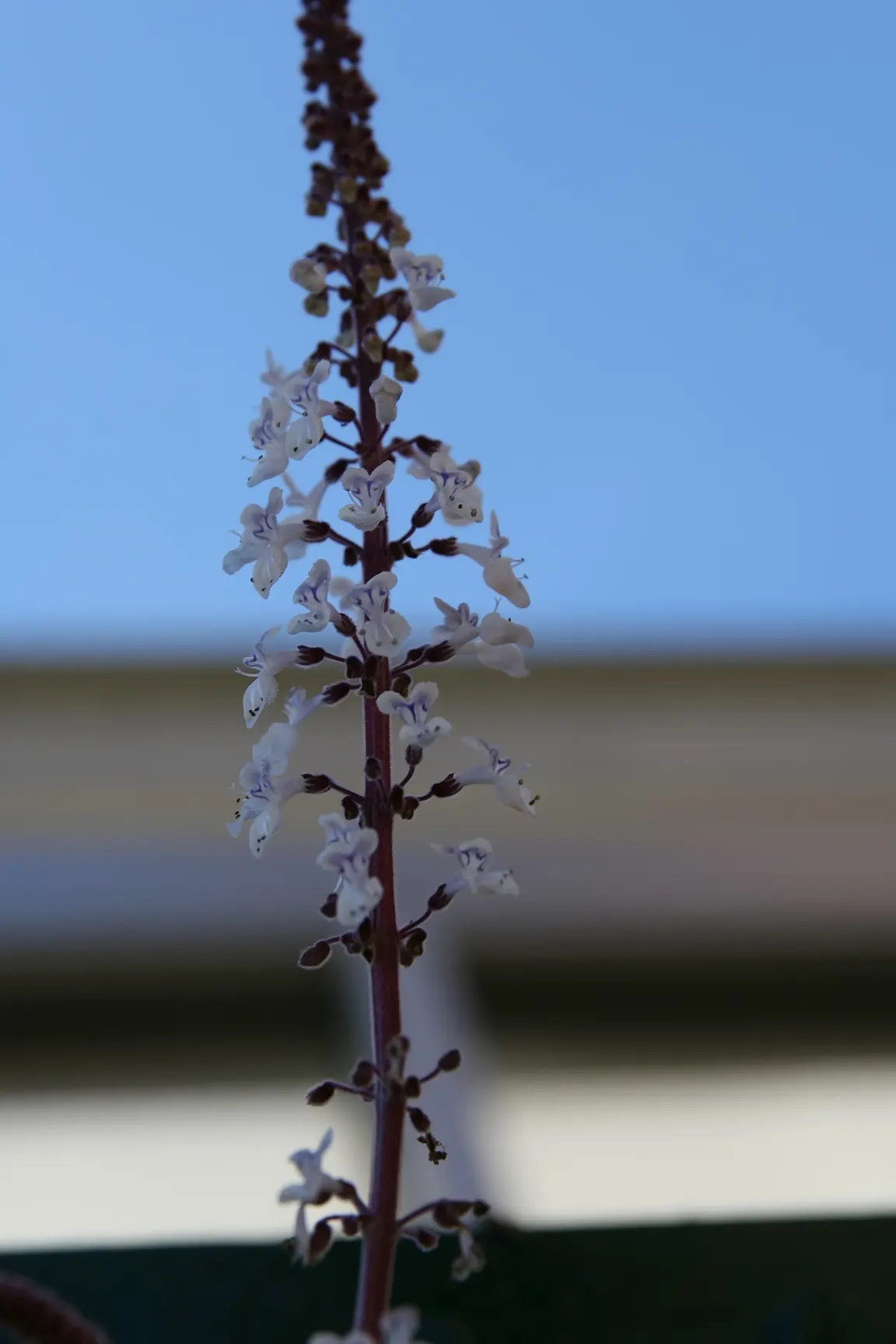 Silver Plectranthus (Plectranthus Argentatus Longwood Silver) — Ideal for borders, containers, and contrast in texture or color in landscape designs
