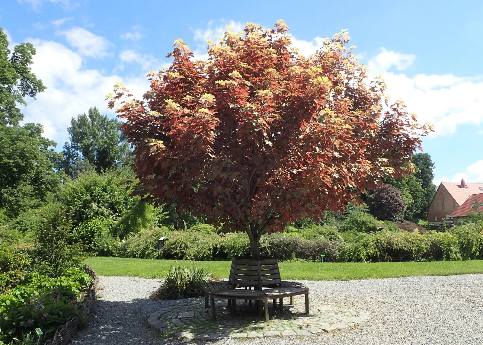 Eskimo Sunset Sycamore Maple (Acer Pseudoplatanus 'Eskimo Sunset') — This deciduous tree, favoring zones 5-7, can reach 15-20 feet high with a similar spread