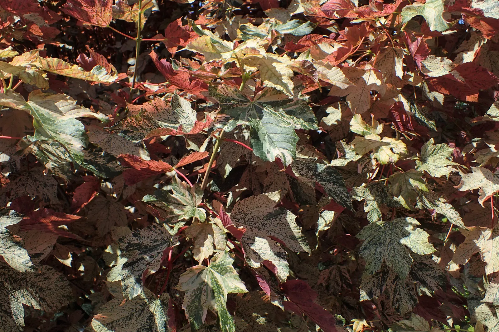 Eskimo Sunset Sycamore Maple (Acer Pseudoplatanus 'Eskimo Sunset') — It thrives in full sun to part shade and well-drained soil
