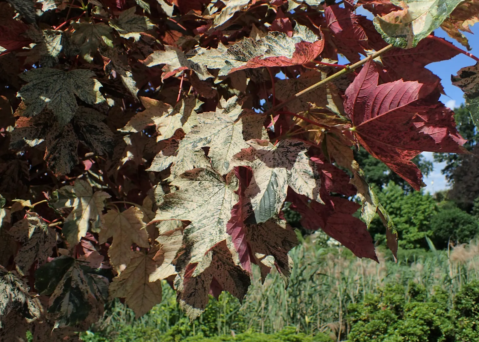 Eskimo Sunset Sycamore Maple (Acer Pseudoplatanus 'Eskimo Sunset') — features striking variegated leaves with shades of pink