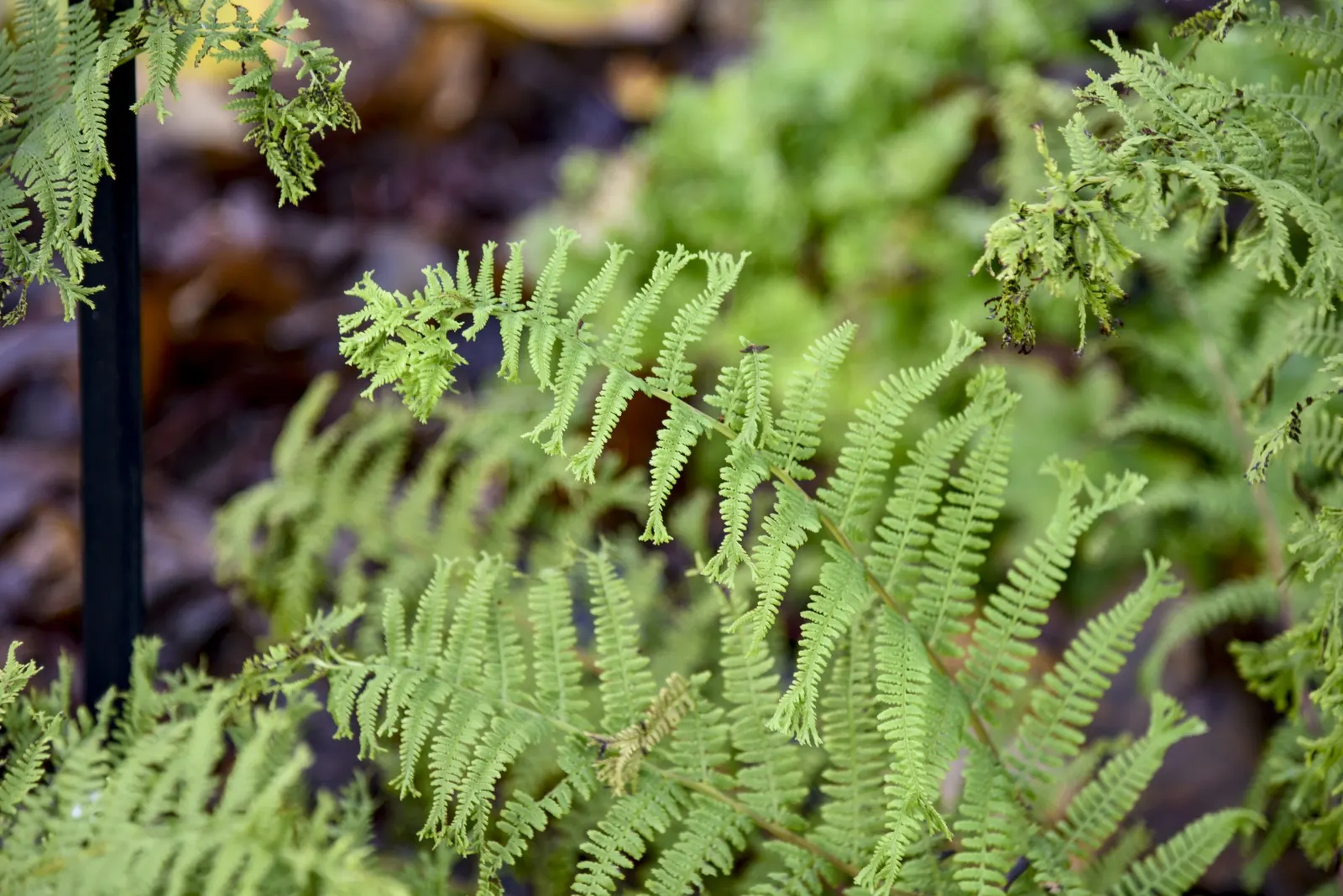 'Fronds Forever' Lady Fern (Athyrium filix-femina) — The Athyrium filix-femina 'Fronds Forever' is a mounded Proven Winners® lady fern with green