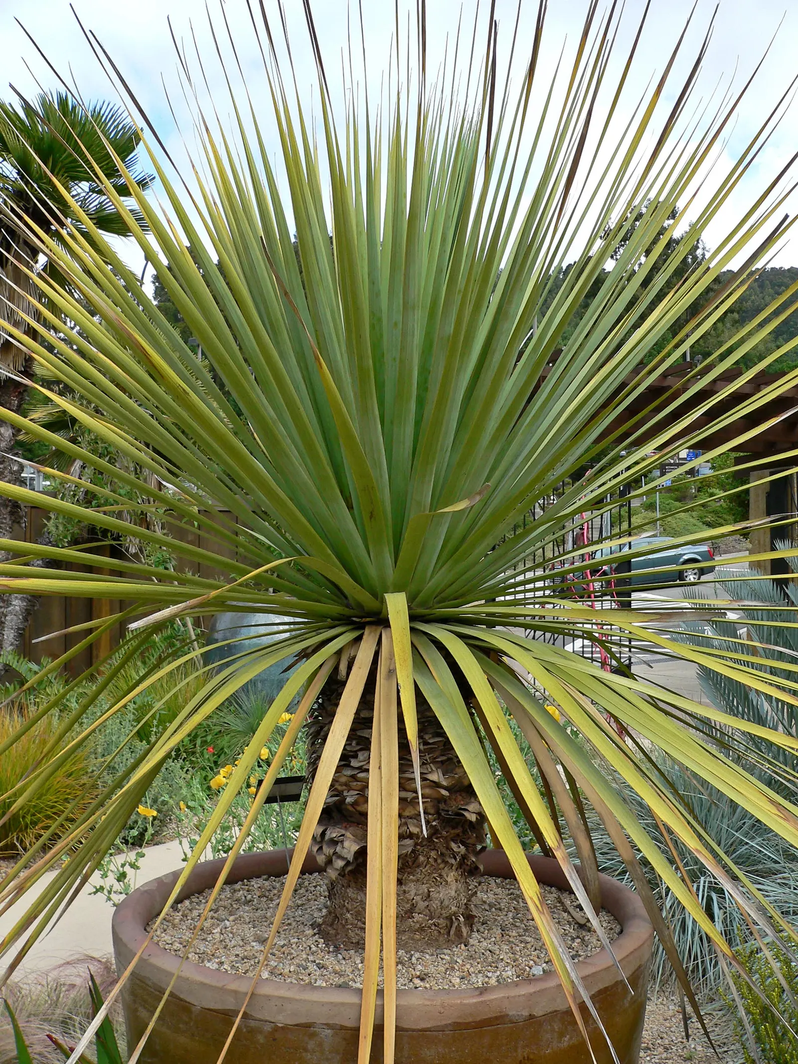 Blue Nolina (Nolina Nelsoni) — This robust plant slowly matures to 3-4 feet tall and wide