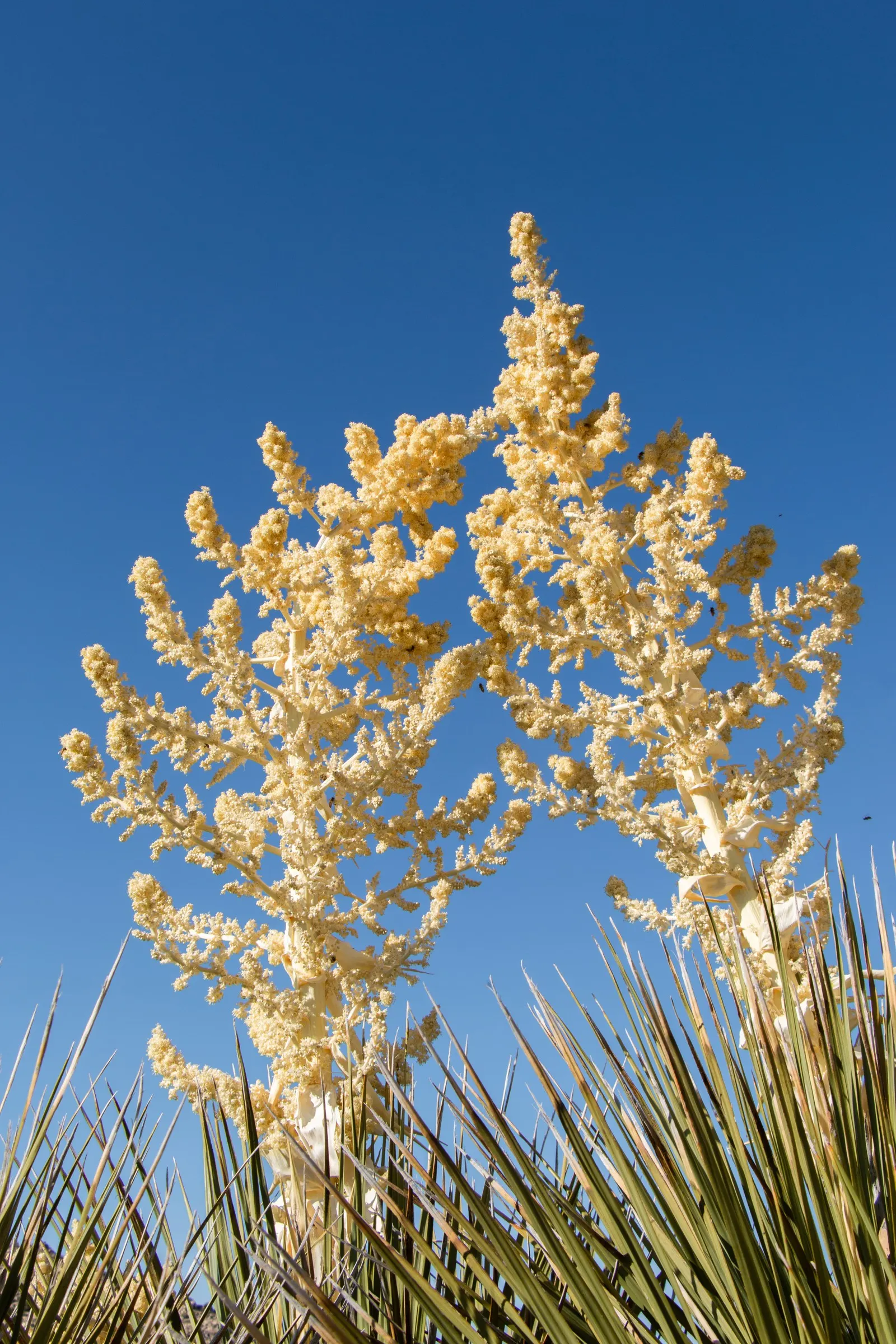 Blue Nolina (Nolina Nelsoni) — The Blue Nolina, or Nolina nelsoni, is an evergreen perennial with striking powdery blue foliage