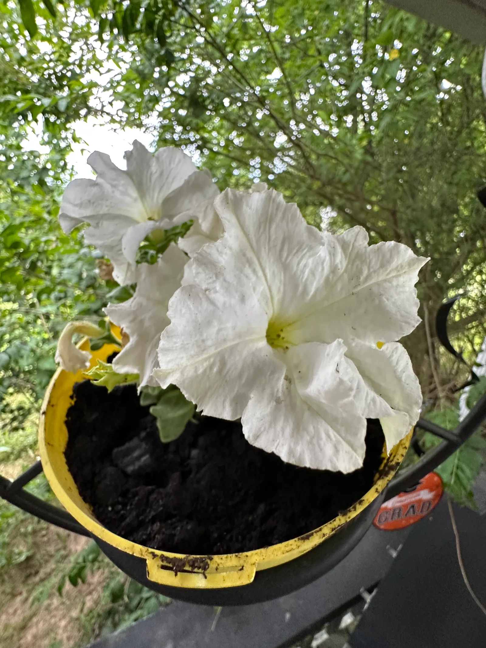 Snow Queen Siberian Iris (Iris Sibirica 'Snow Queen') — Iris sibirica 'Snow Queen' is a hardy perennial
