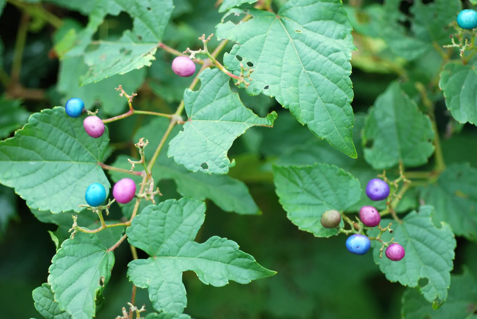 Porcelain Vine (Ampelopsis Brevipedunculata) — is a vigorous deciduous climber distinguished by its striking variegated foliage and captivating fruit; commonly