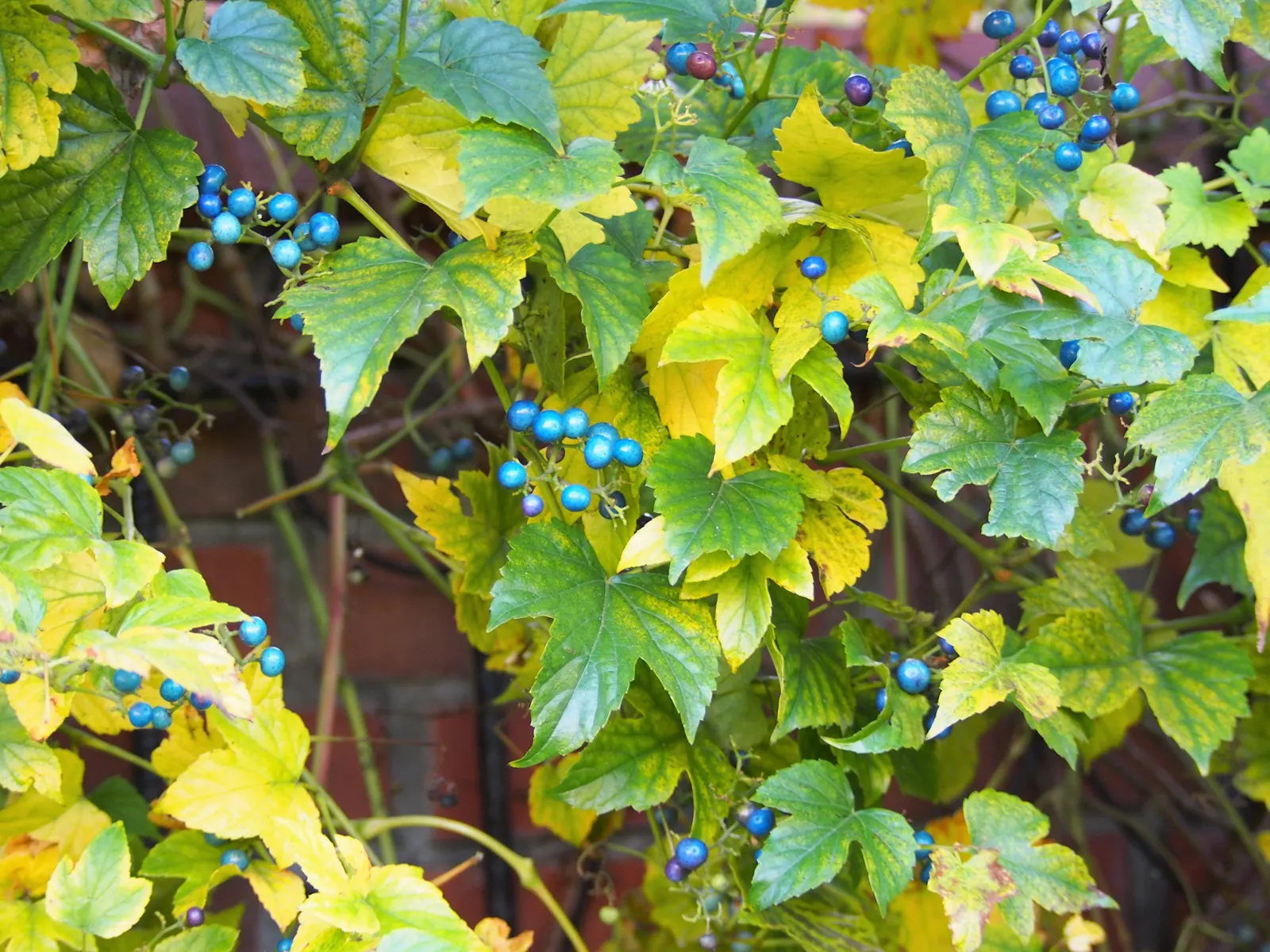 Porcelain Vine (Ampelopsis Brevipedunculata) — inconspicuous greenish-white flowers; making the vine a beneficial habitat feature.<br><br>Hardy in USDA zones 4