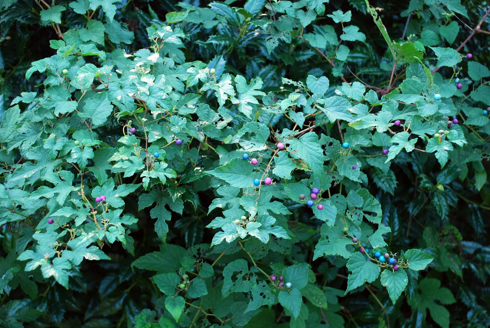 Porcelain Vine (Ampelopsis Brevipedunculata) — this vine prefers full sun to partial shade and moist