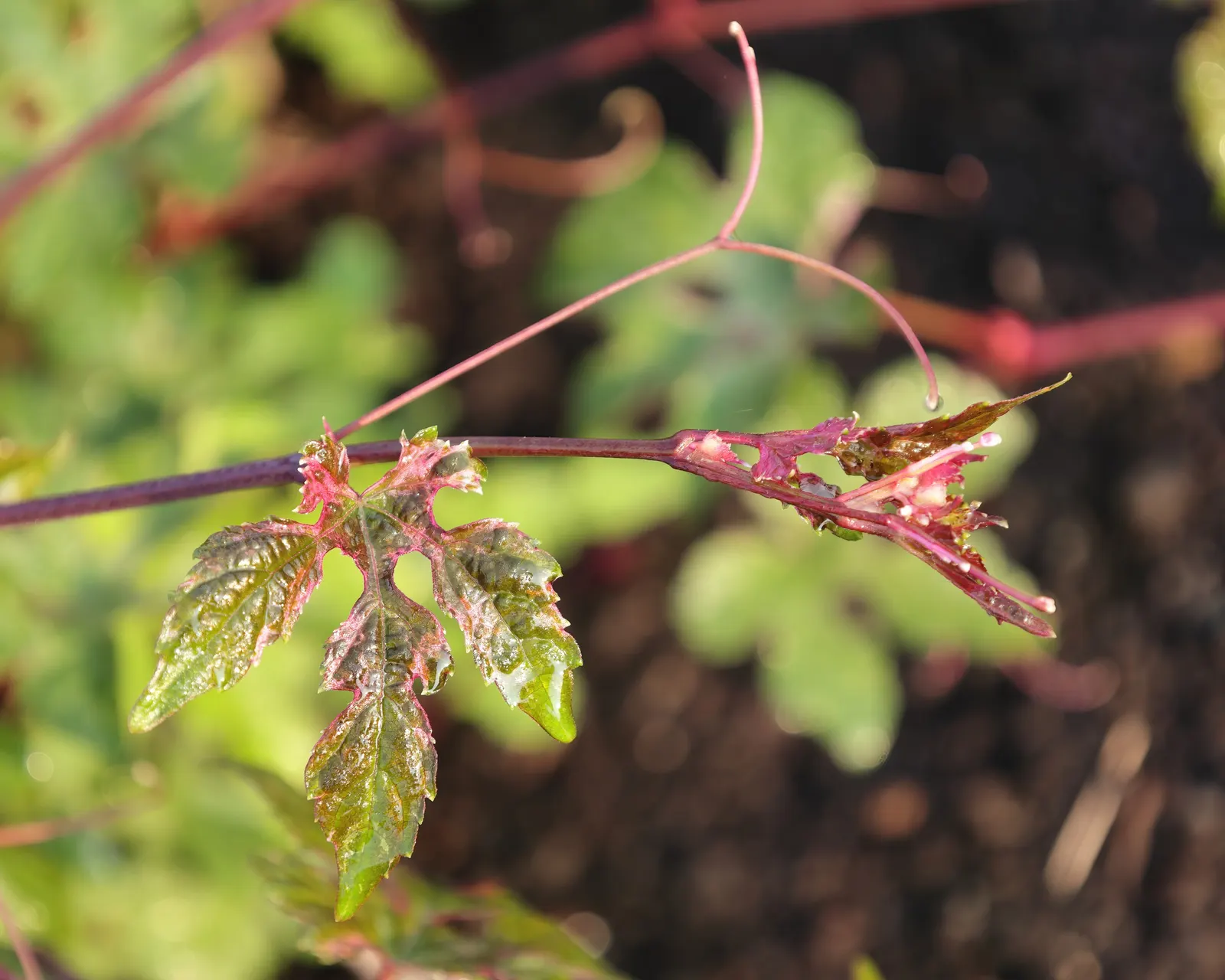Porcelain Vine (Ampelopsis Brevipedunculata) — Porcelain Vine (Ampelopsis brevipedunculata) is a fast-growing