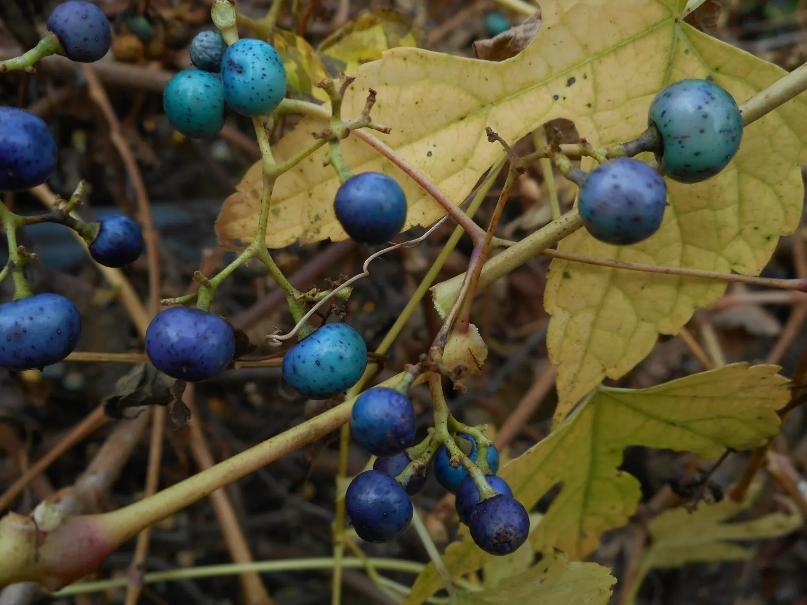 Porcelain Vine (Ampelopsis Brevipedunculata) — Its fast growth rate can sometimes be aggressive; vine for full or half