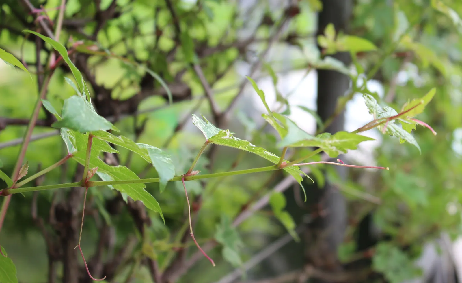 Porcelain Vine (Ampelopsis Brevipedunculata) — vine with white blooms
