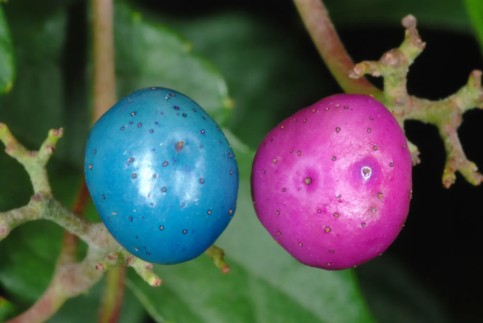 Porcelain Vine (Ampelopsis Brevipedunculata) — Its leaves are heart-shaped, with a serrated edge, and span about 2 to 4 inches across; known for its intricate
