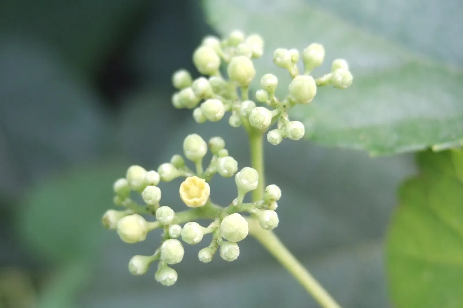 Porcelain Vine (Ampelopsis Brevipedunculata) — the true spectacle begins in late summer to early fall when the berries ripen - a brilliant display of blue