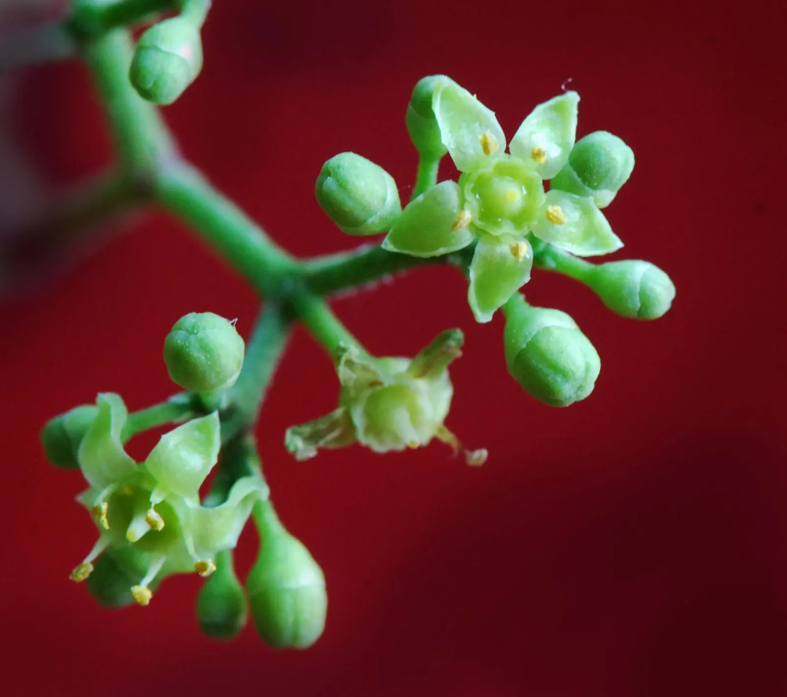 Porcelain Vine (Ampelopsis Brevipedunculata) — As a landscape architect assistant