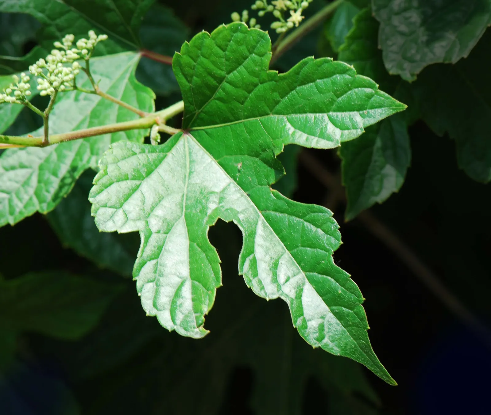Porcelain Vine (Ampelopsis Brevipedunculata) — Its showy fruit appeals to birds, making it a dynamic choice for wildlife-friendly landscapes