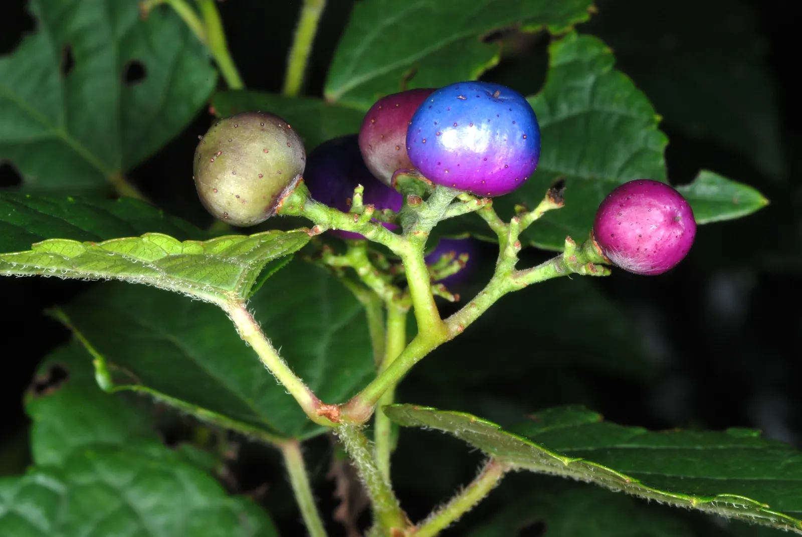 Porcelain Vine (Ampelopsis Brevipedunculata) — Vigorous growth may require pruning to control spread; the foliage often features patches or speckles of white