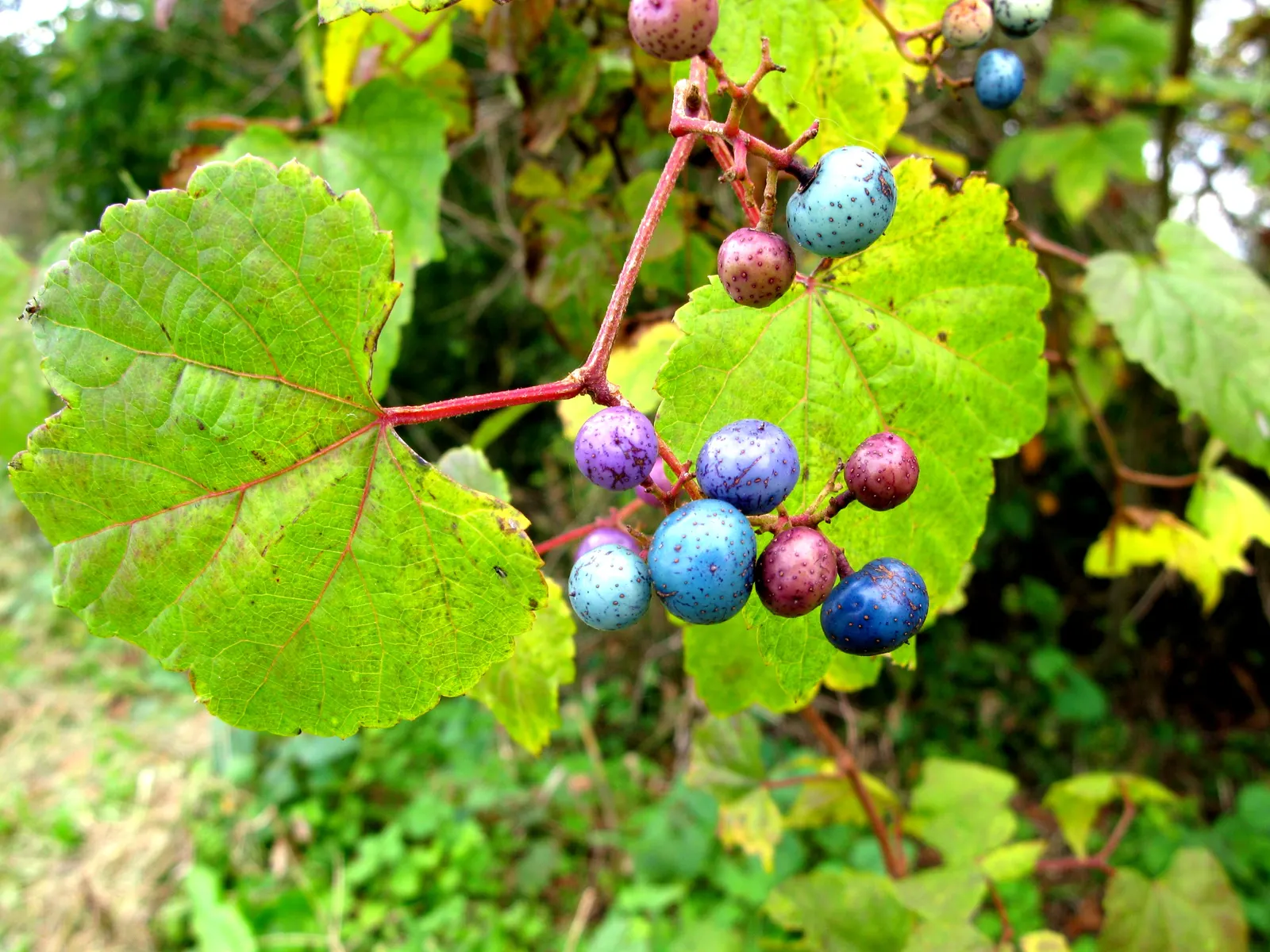 Porcelain Vine (Ampelopsis Brevipedunculata) — The foliage often features patches or speckles of white and light green