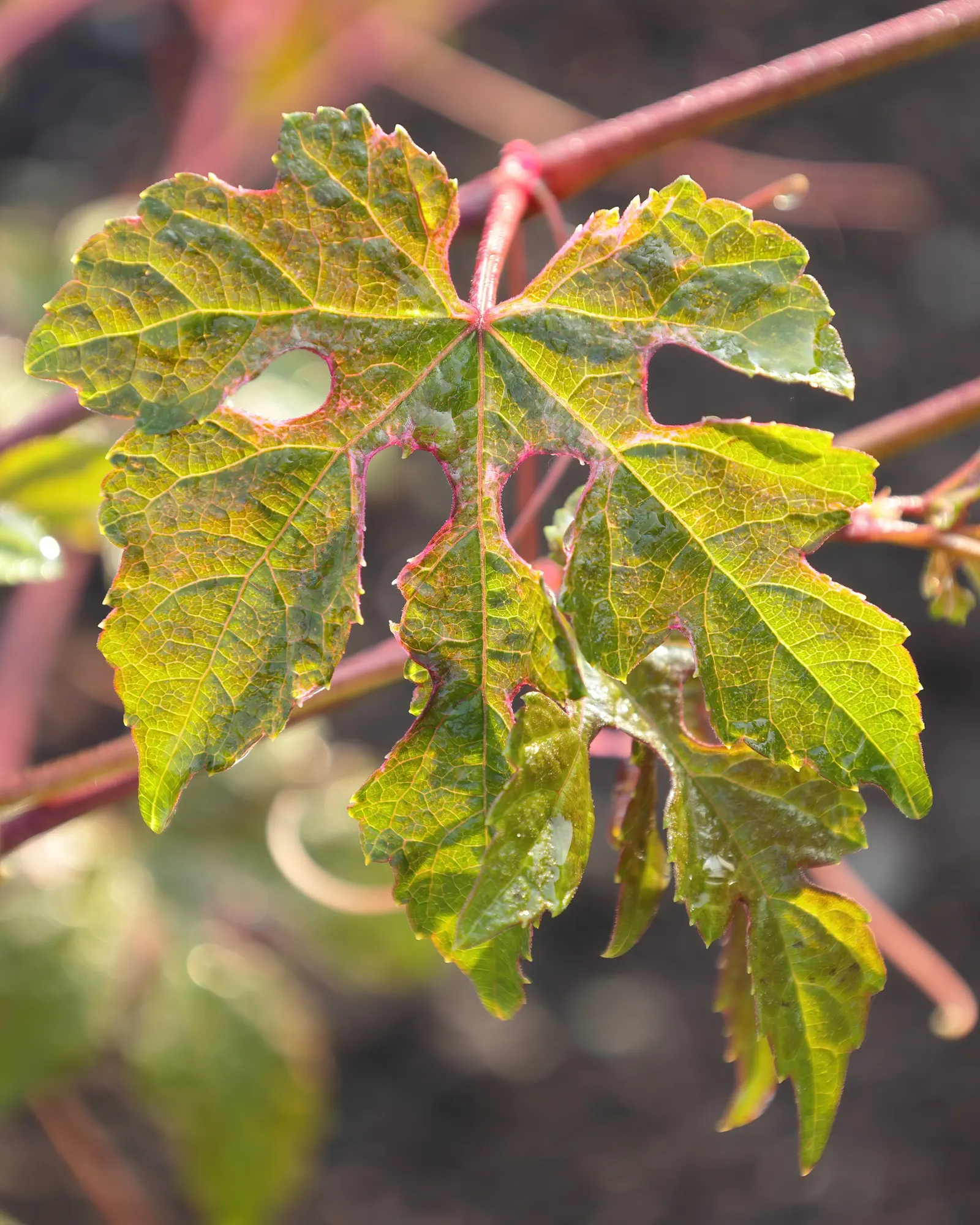 Porcelain Vine (Ampelopsis Brevipedunculata) — so routine maintenance to control its spread may be necessary