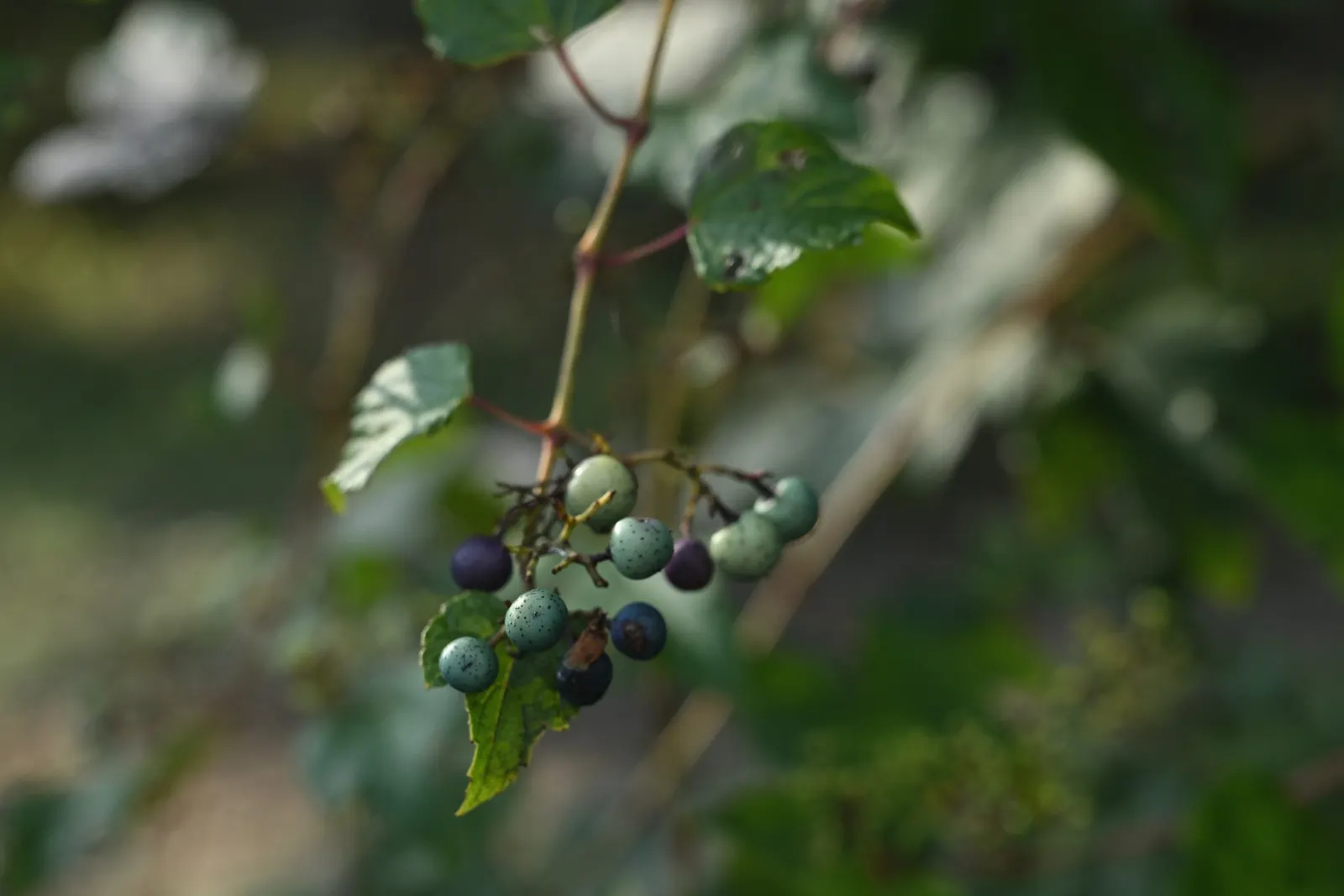 Porcelain Vine (Ampelopsis Brevipedunculata) — white flowers in the garden